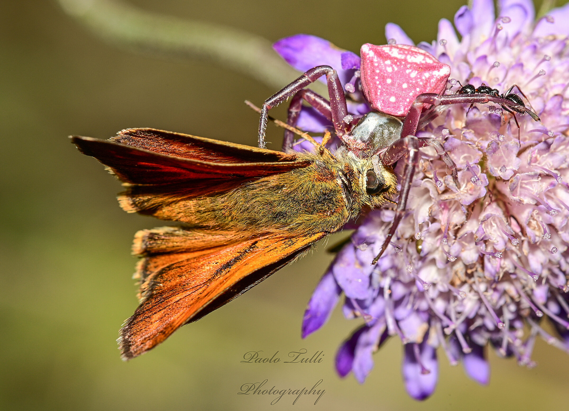 Nella morsa del ragno