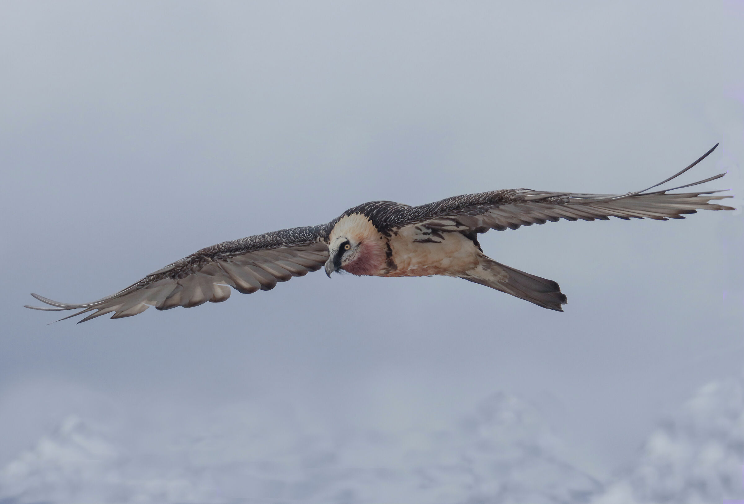 gipeto oltre i ghiacciai dello stelvio