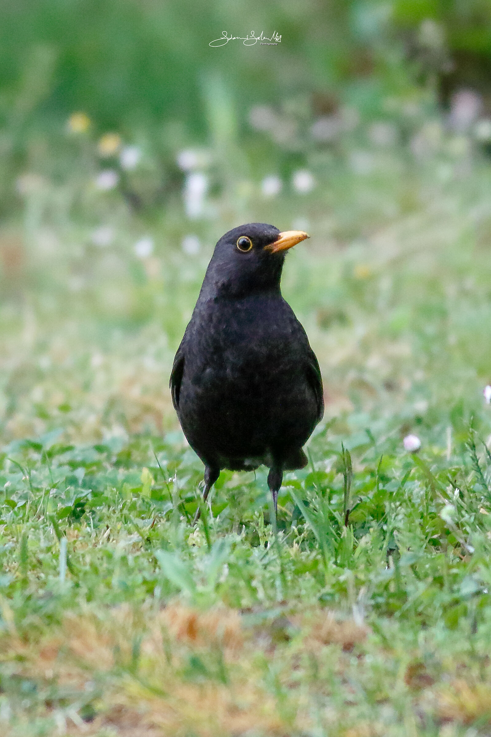 Polyfemo (Turdus merula, L., 1758)