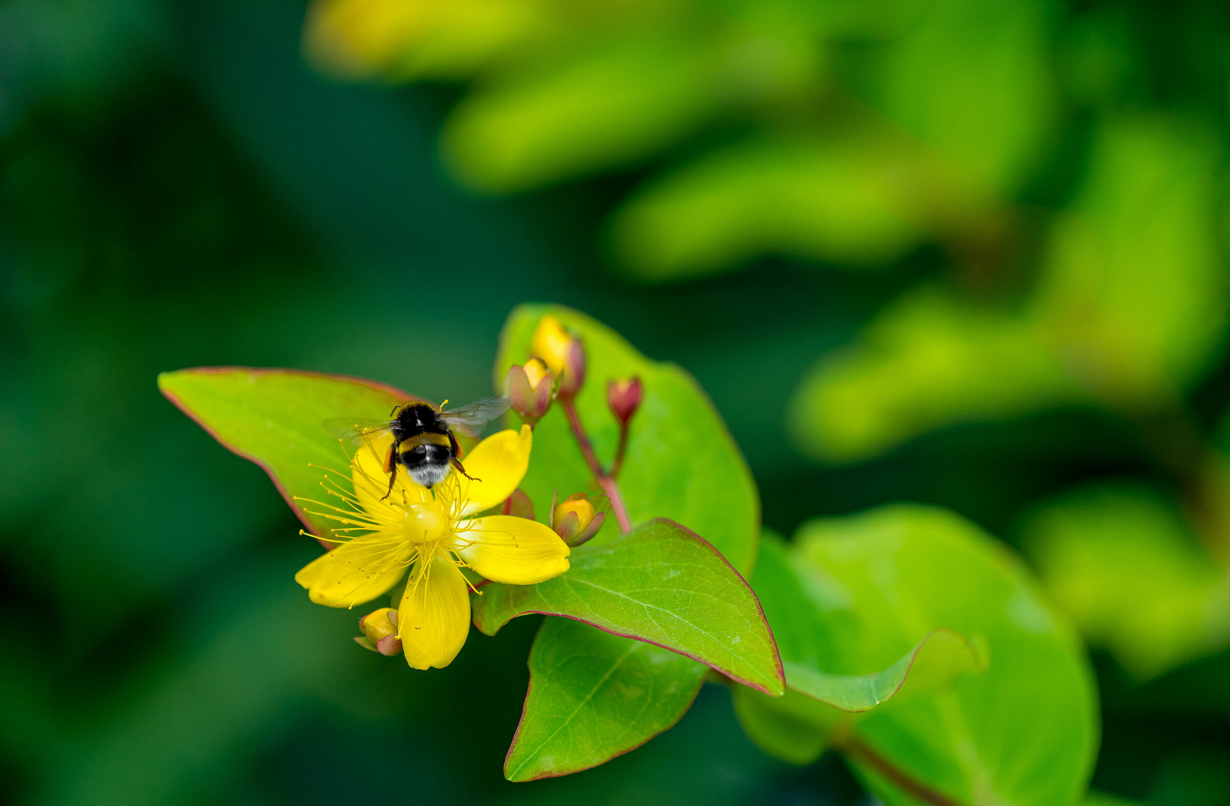 THE BUMBLEBEE, THE POLLINATOR FRIEND......