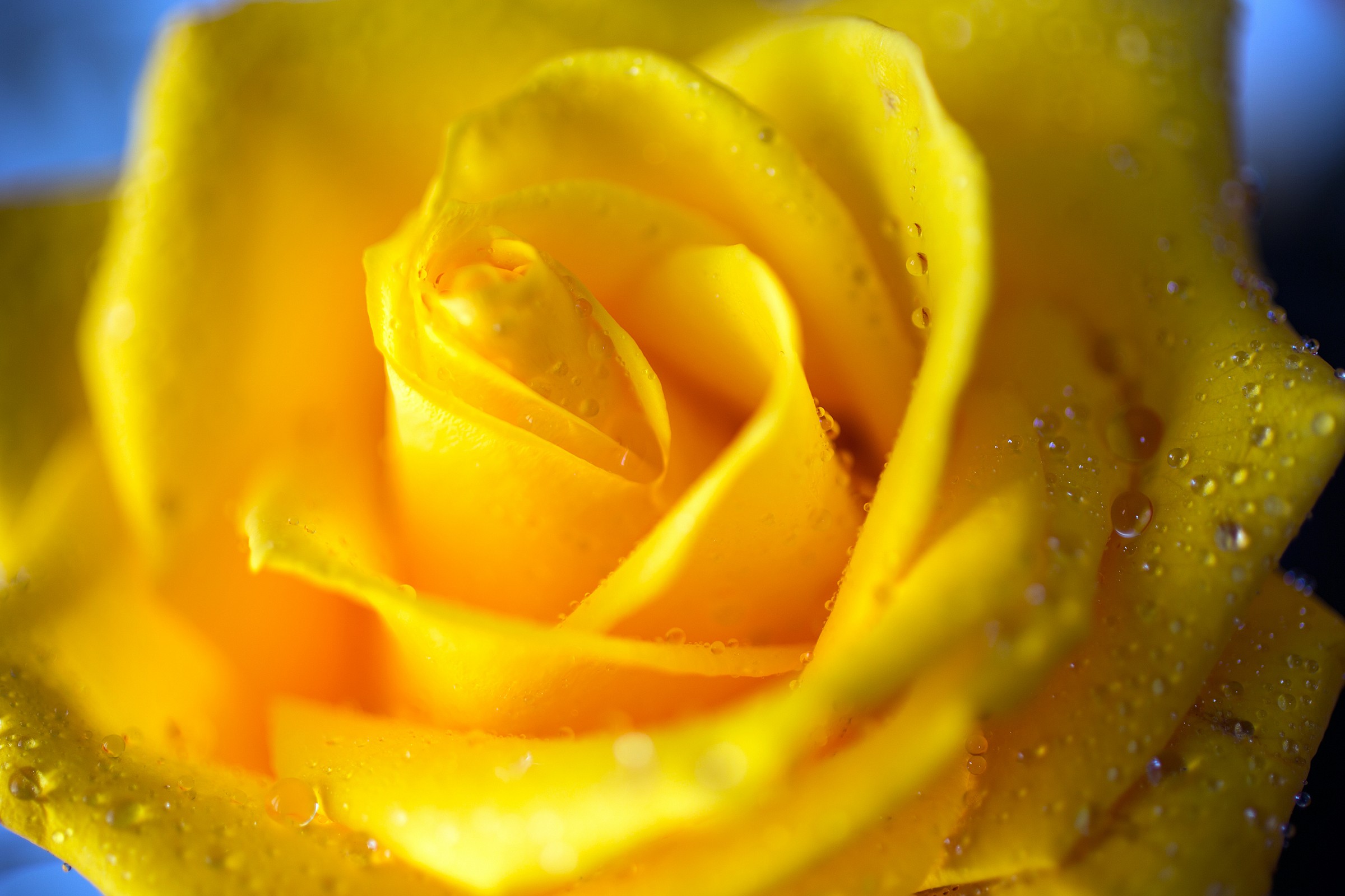 Yellow Rose