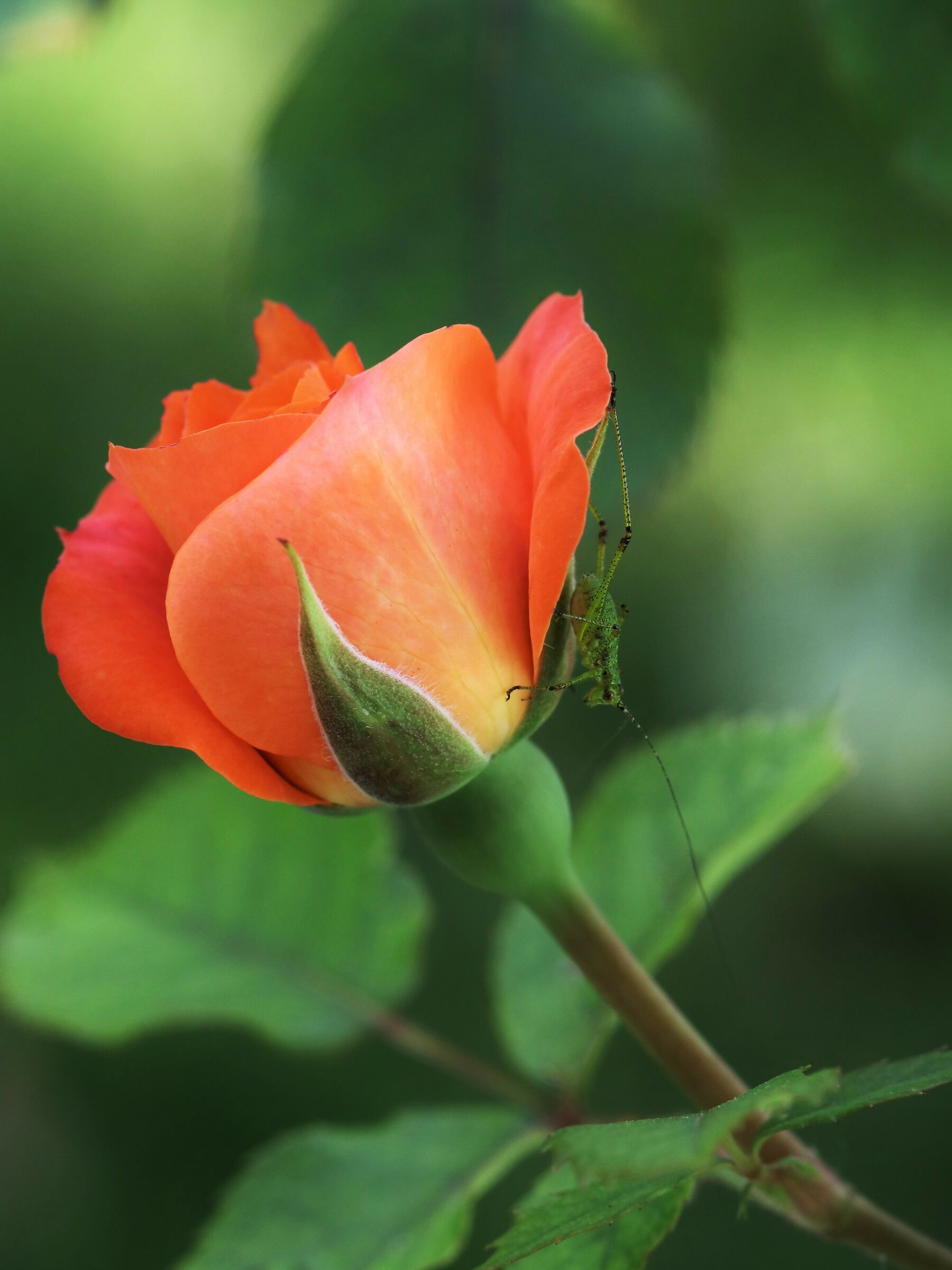 As a home.... a rose