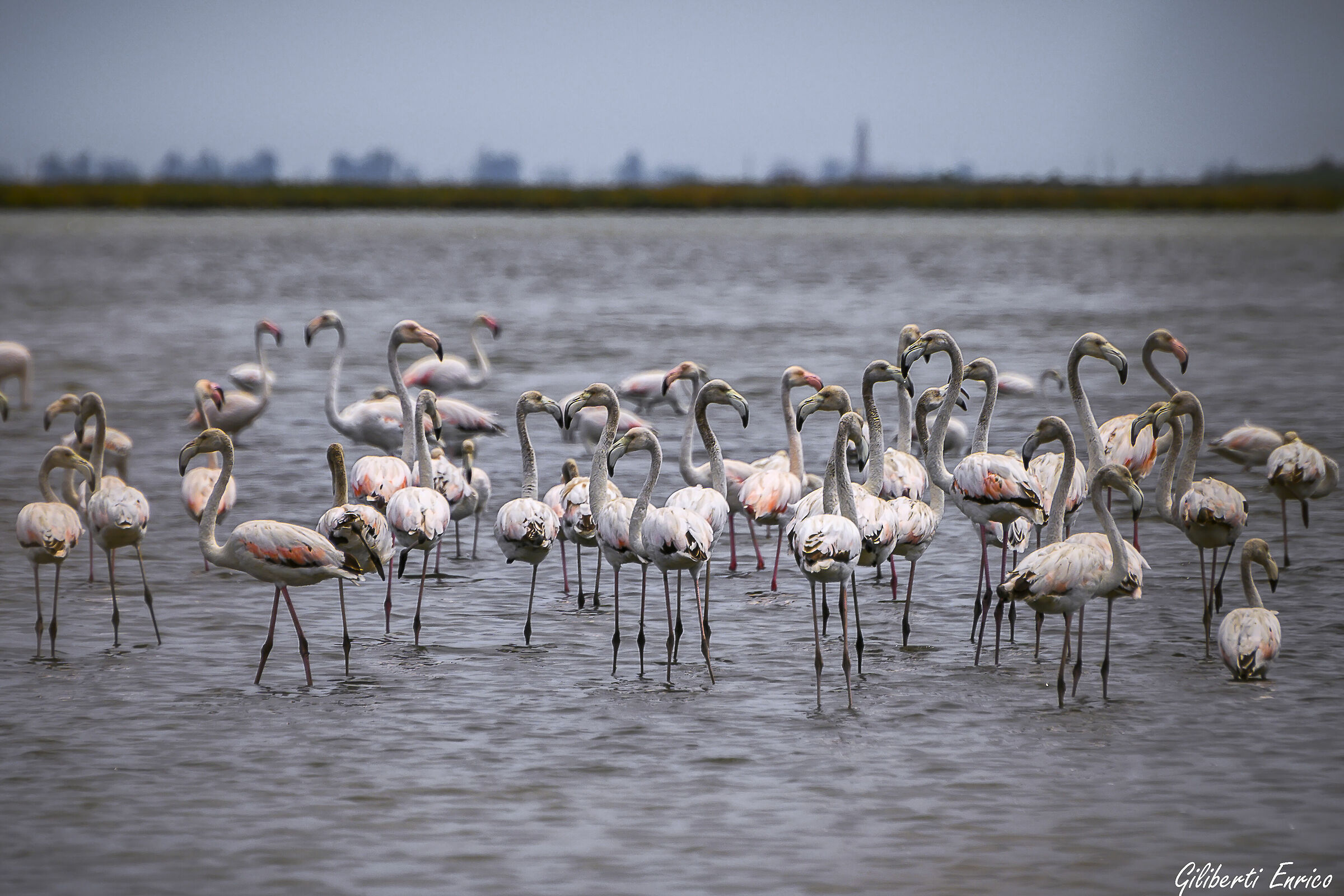 Fenicotteri