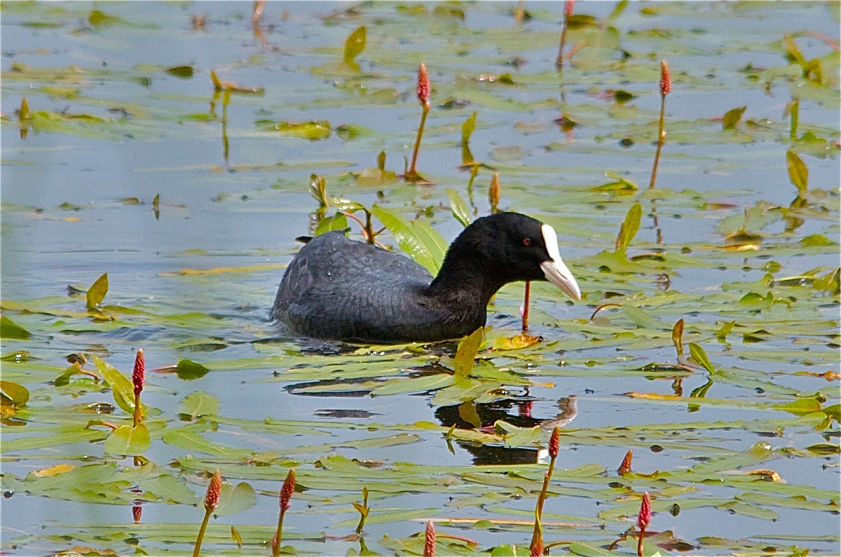 Coot