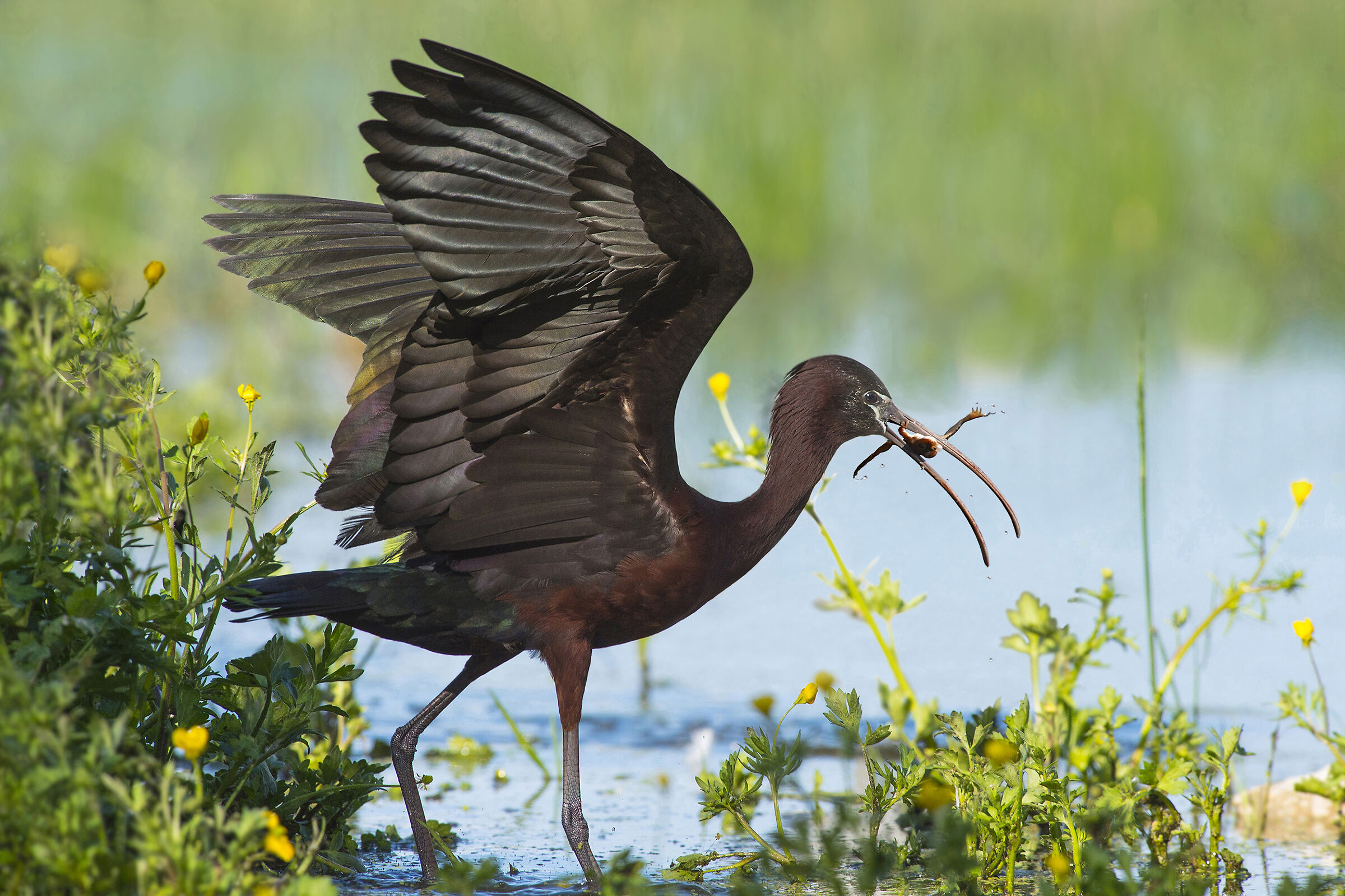 Feather Stories 4 ( Mignattaio )