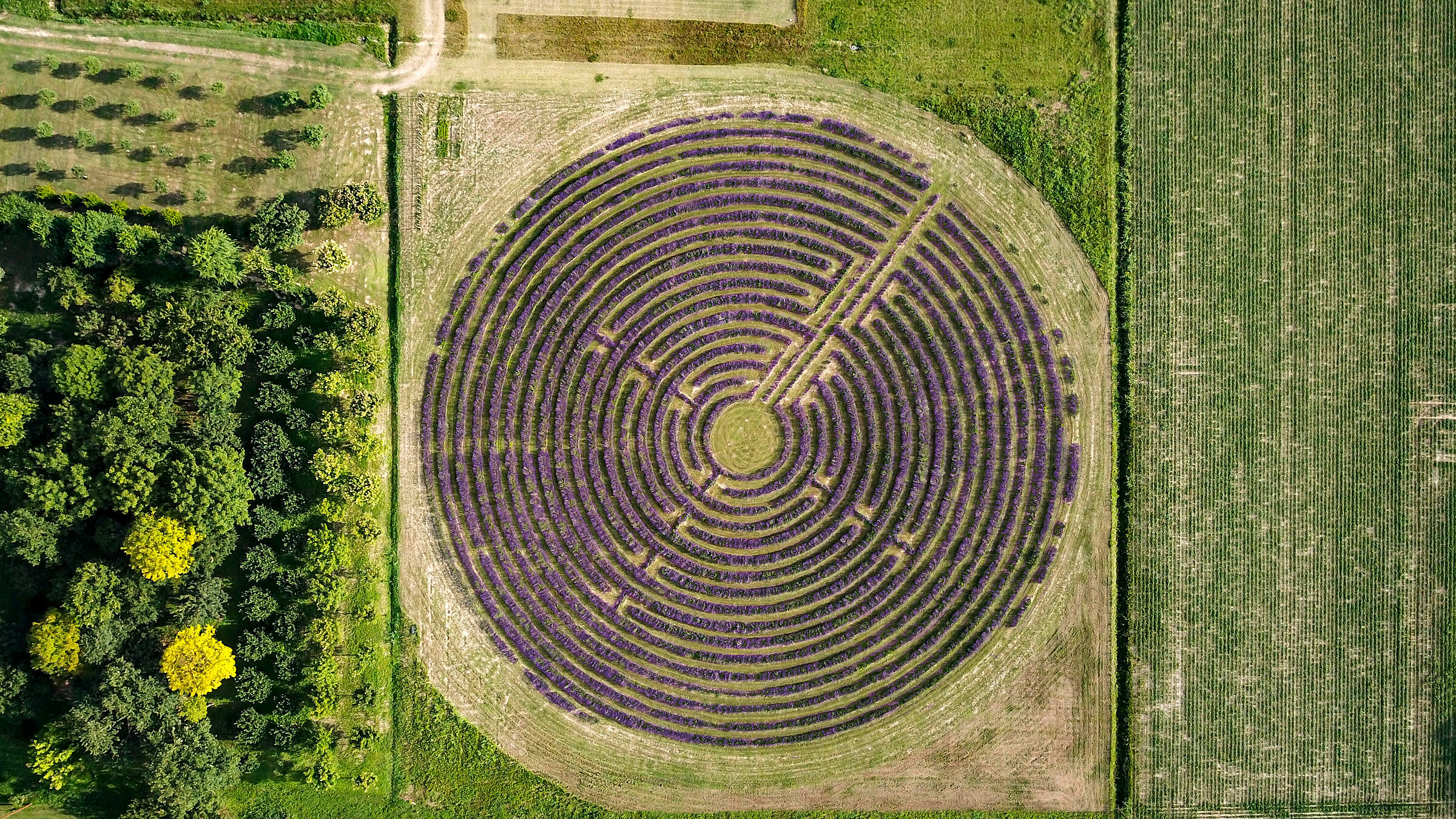 Labirinto di Lavanda