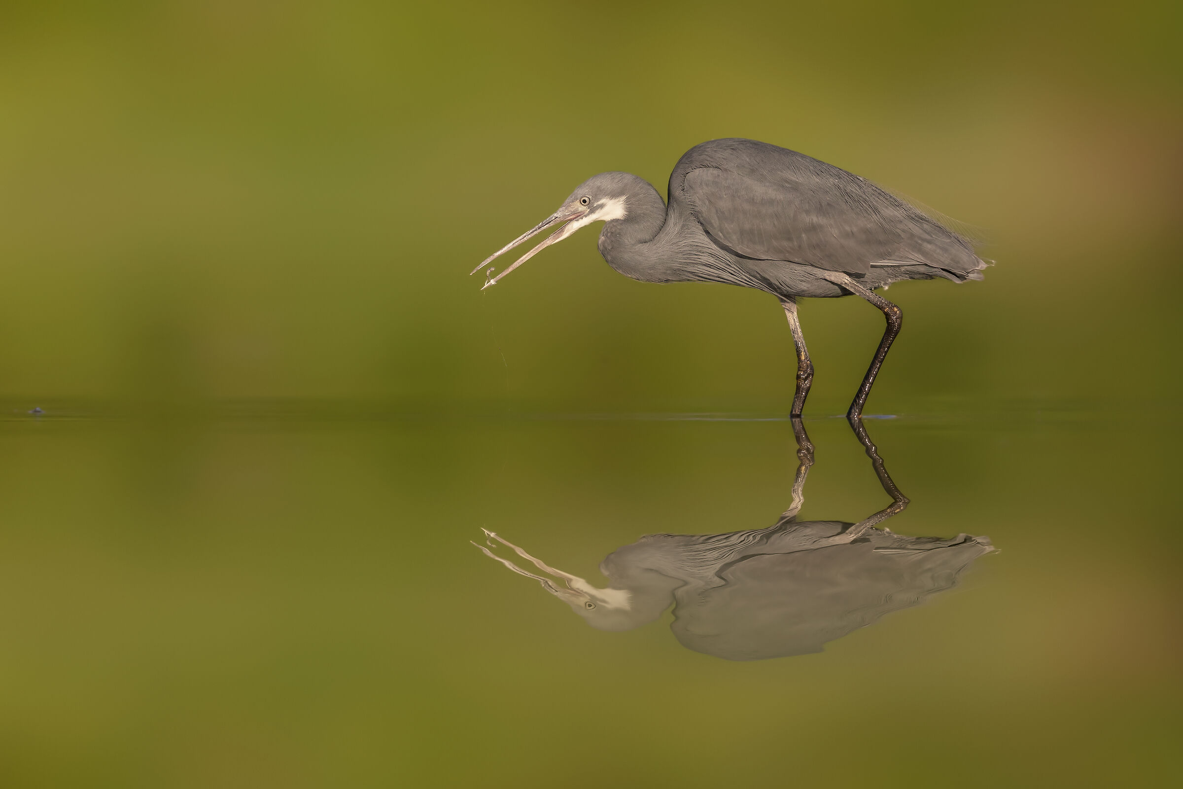 Lo Schistaceo a Parma II