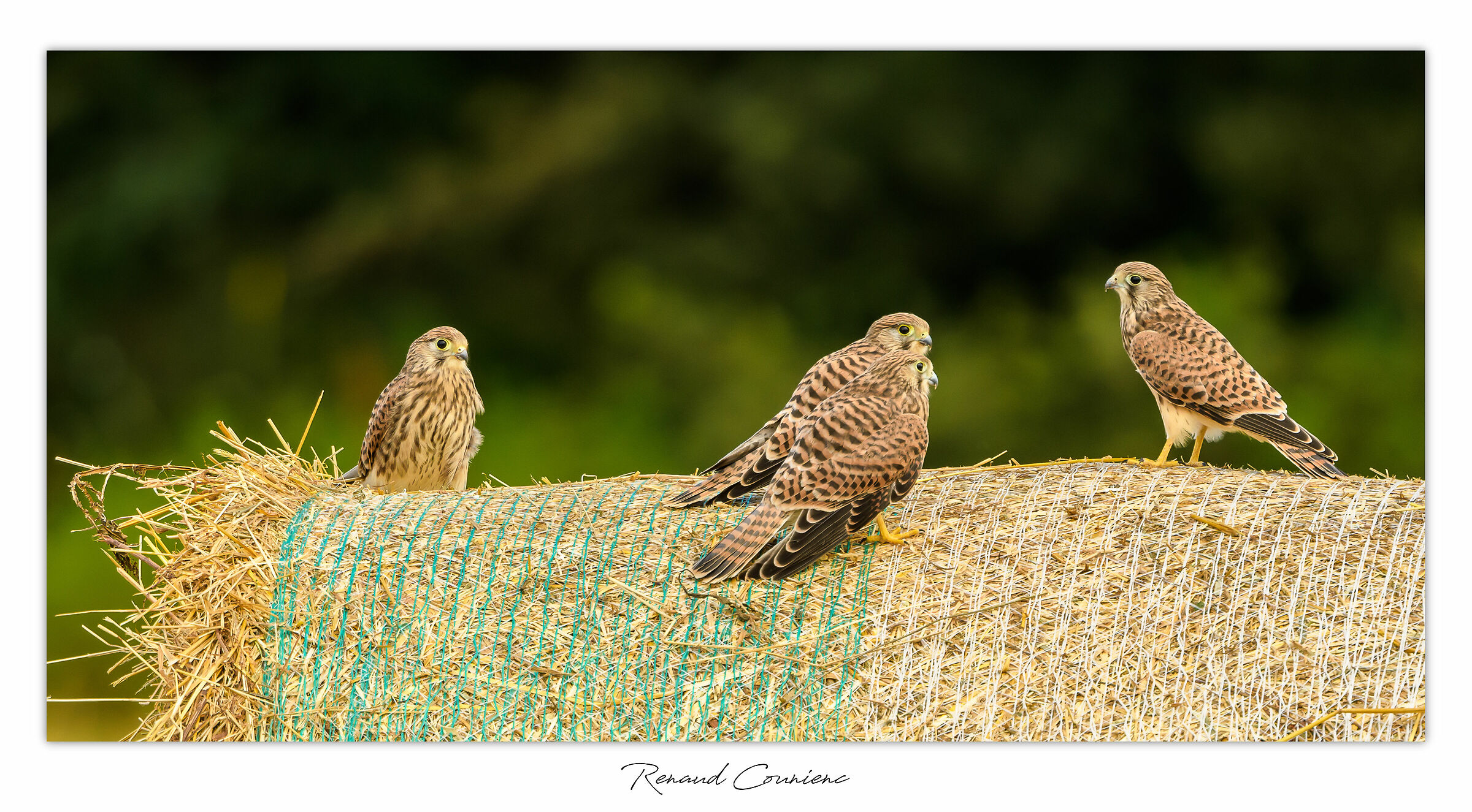 Scuola di volo per falchi