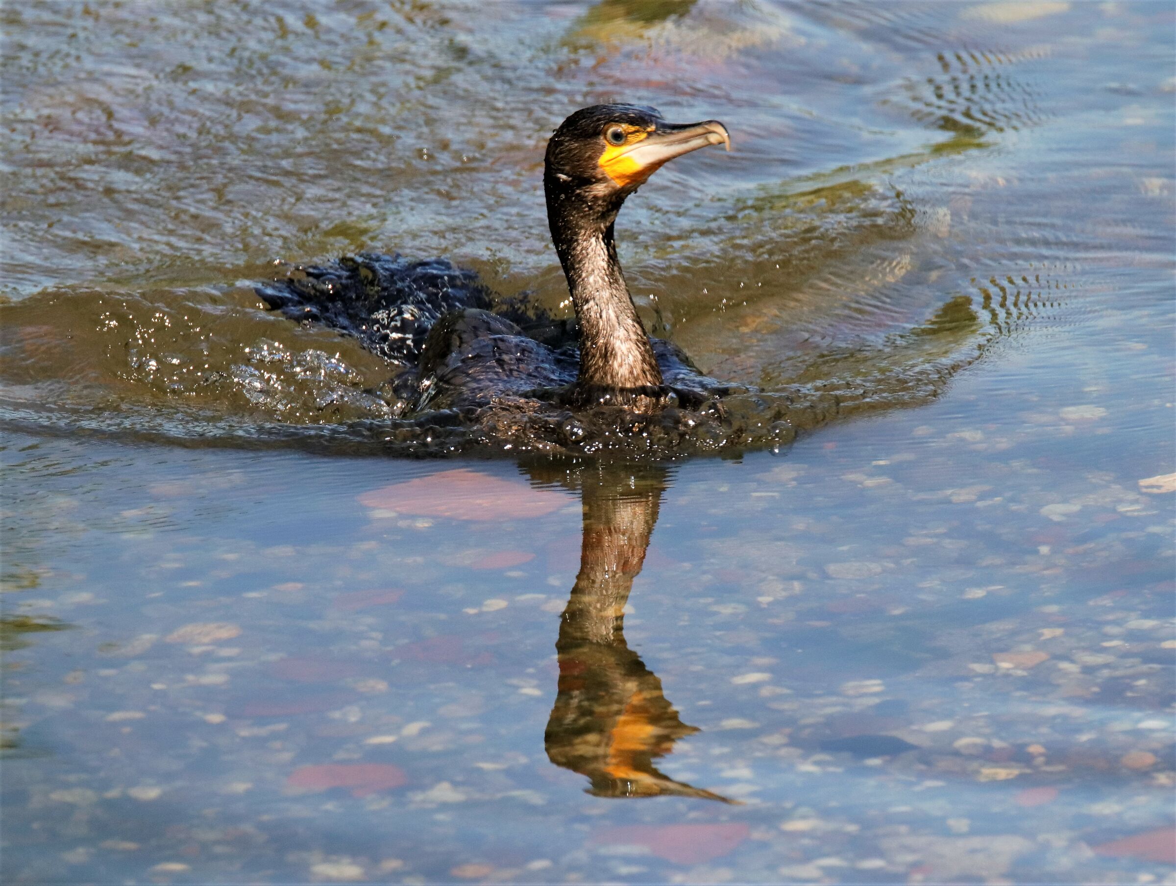young cormorant
