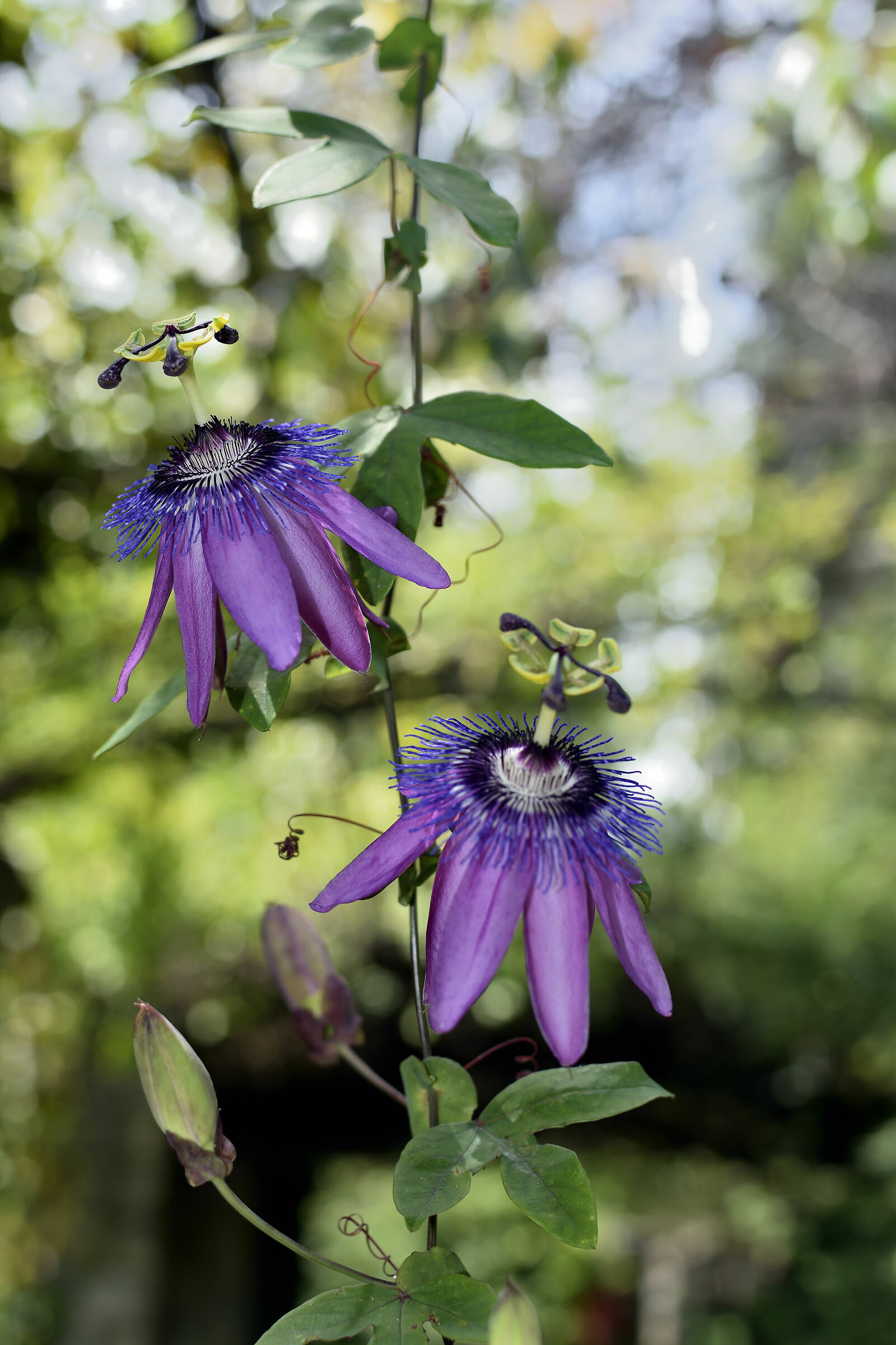 Passiflora