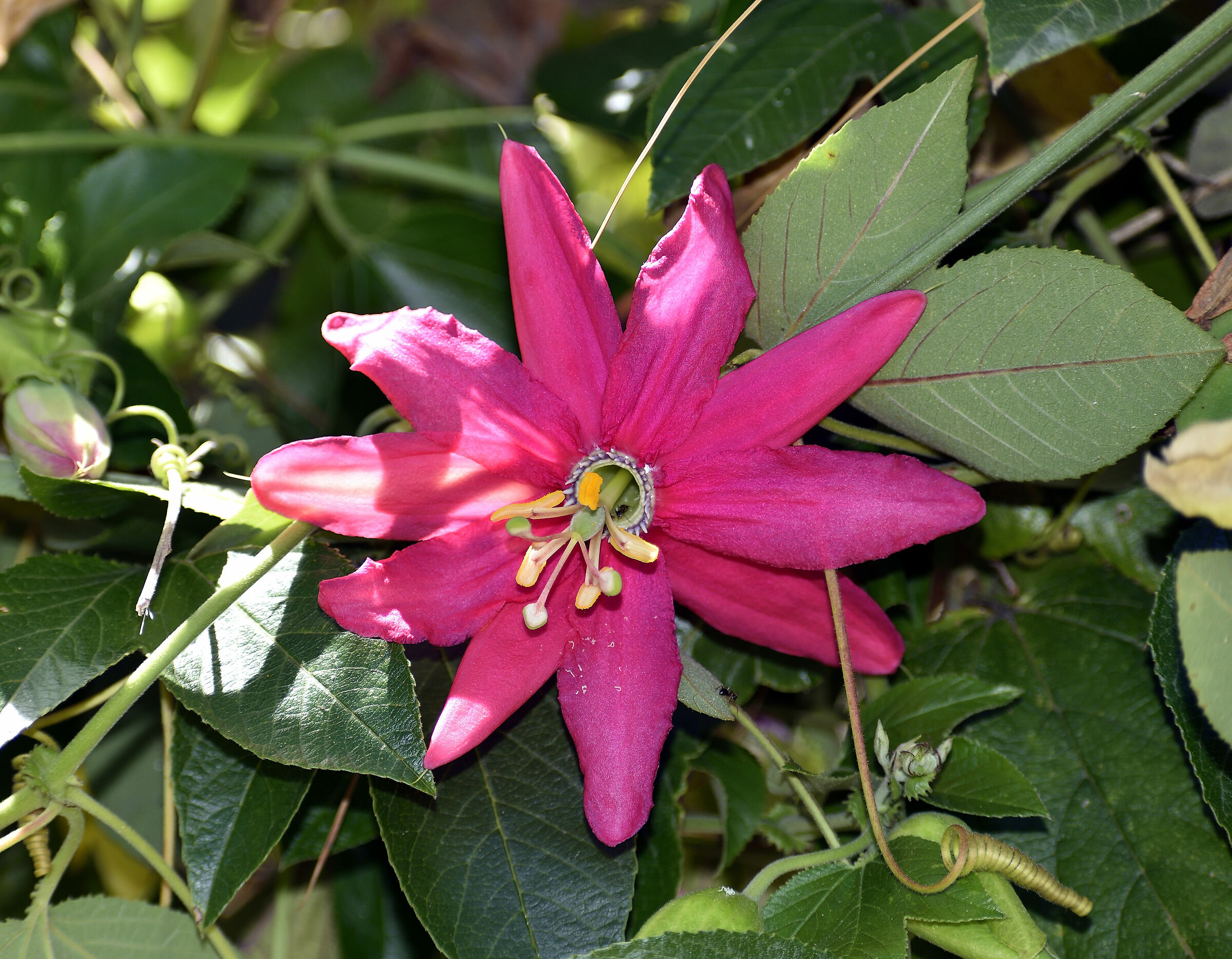 Passiflora