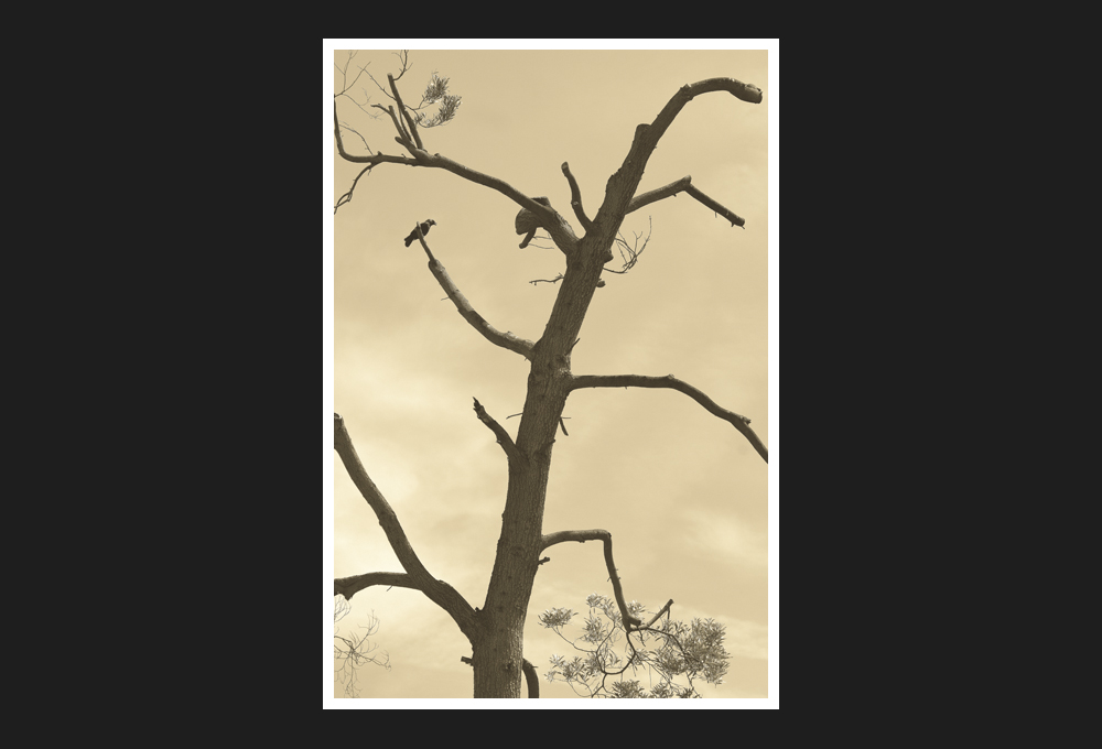 corvus monedula, 2018