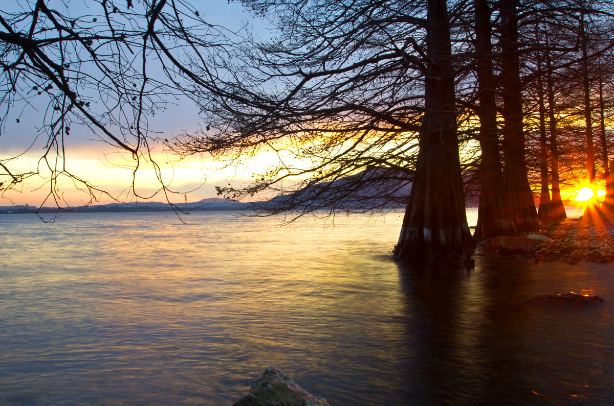 row of trees at sunset