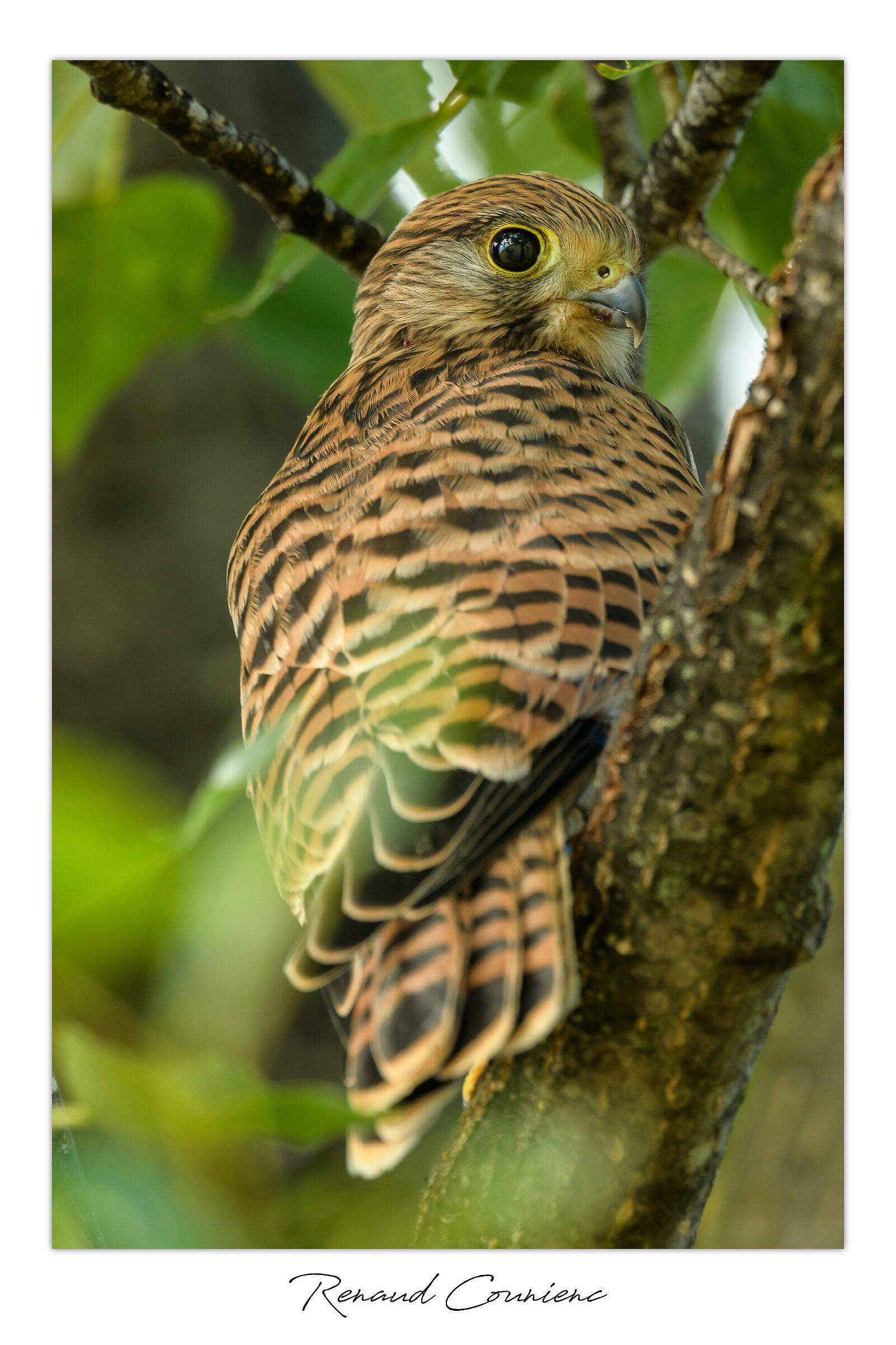 Il più piccolo della famiglia