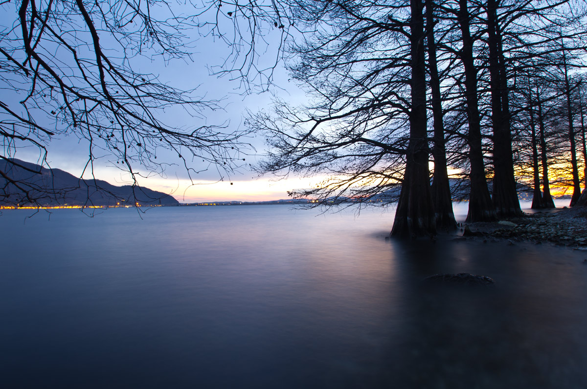 rows of trees at dusk