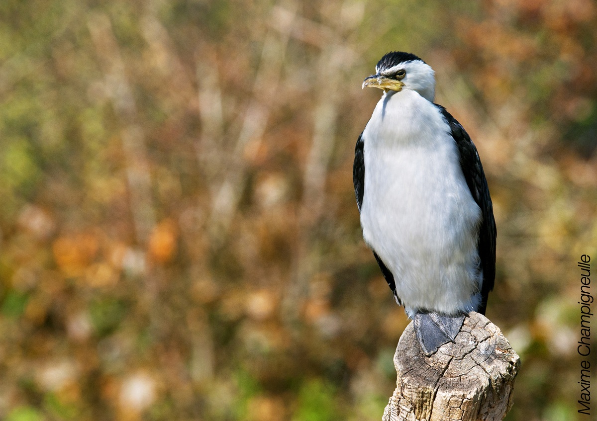 Little Pied Cormorant