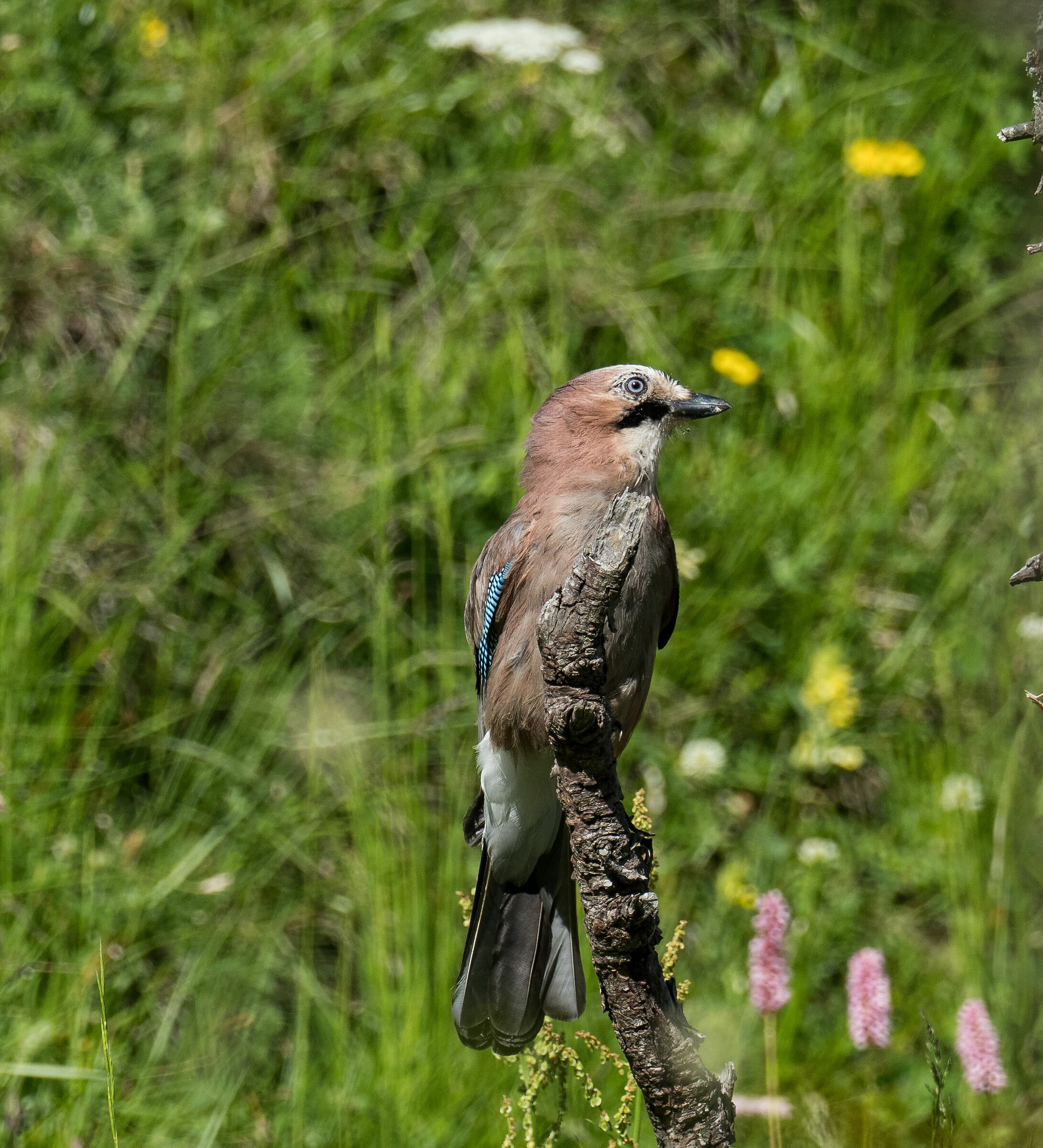 Jay (Garrulus glandarius)