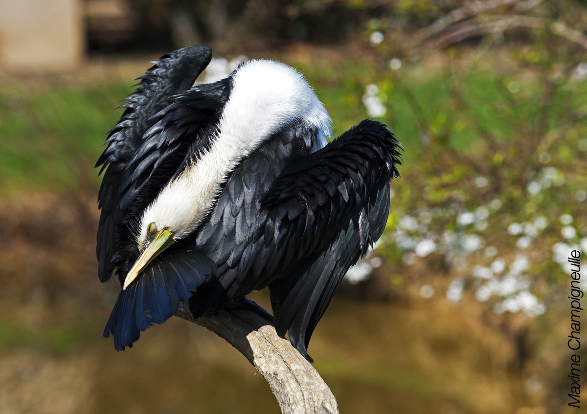 Little Pied Cormorant