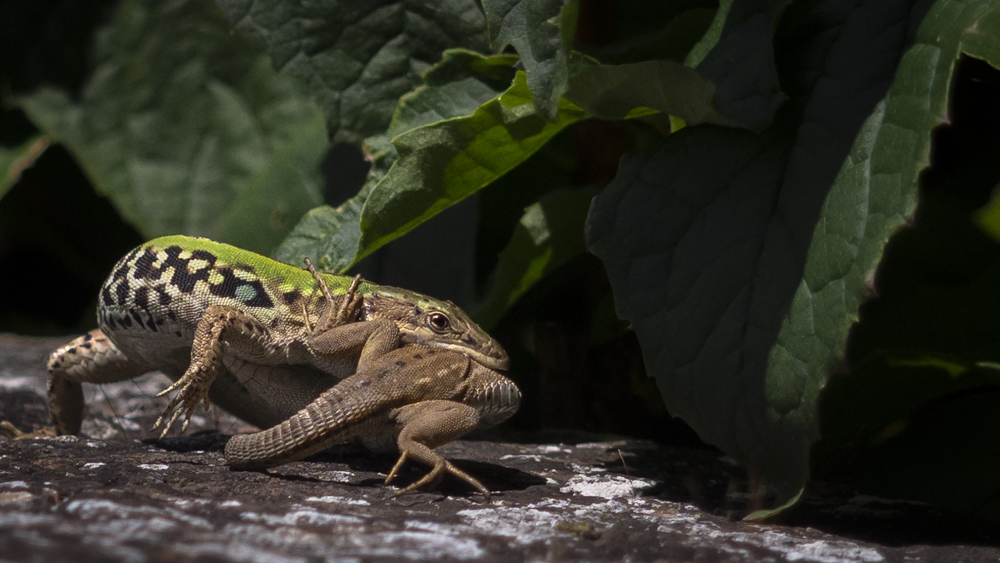 Crazy lizards