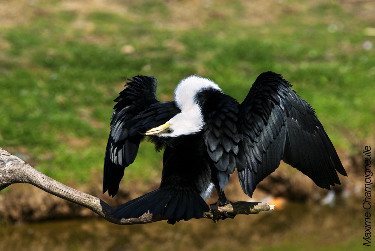 Little Pied Cormorant