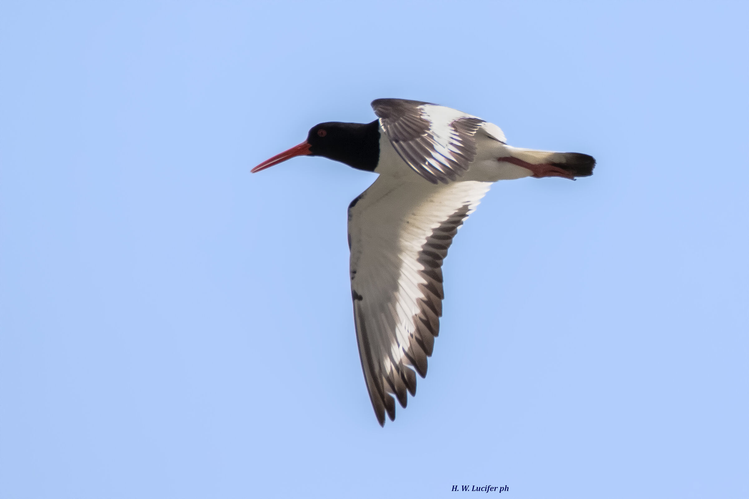 The noisy guardian of the lagoon