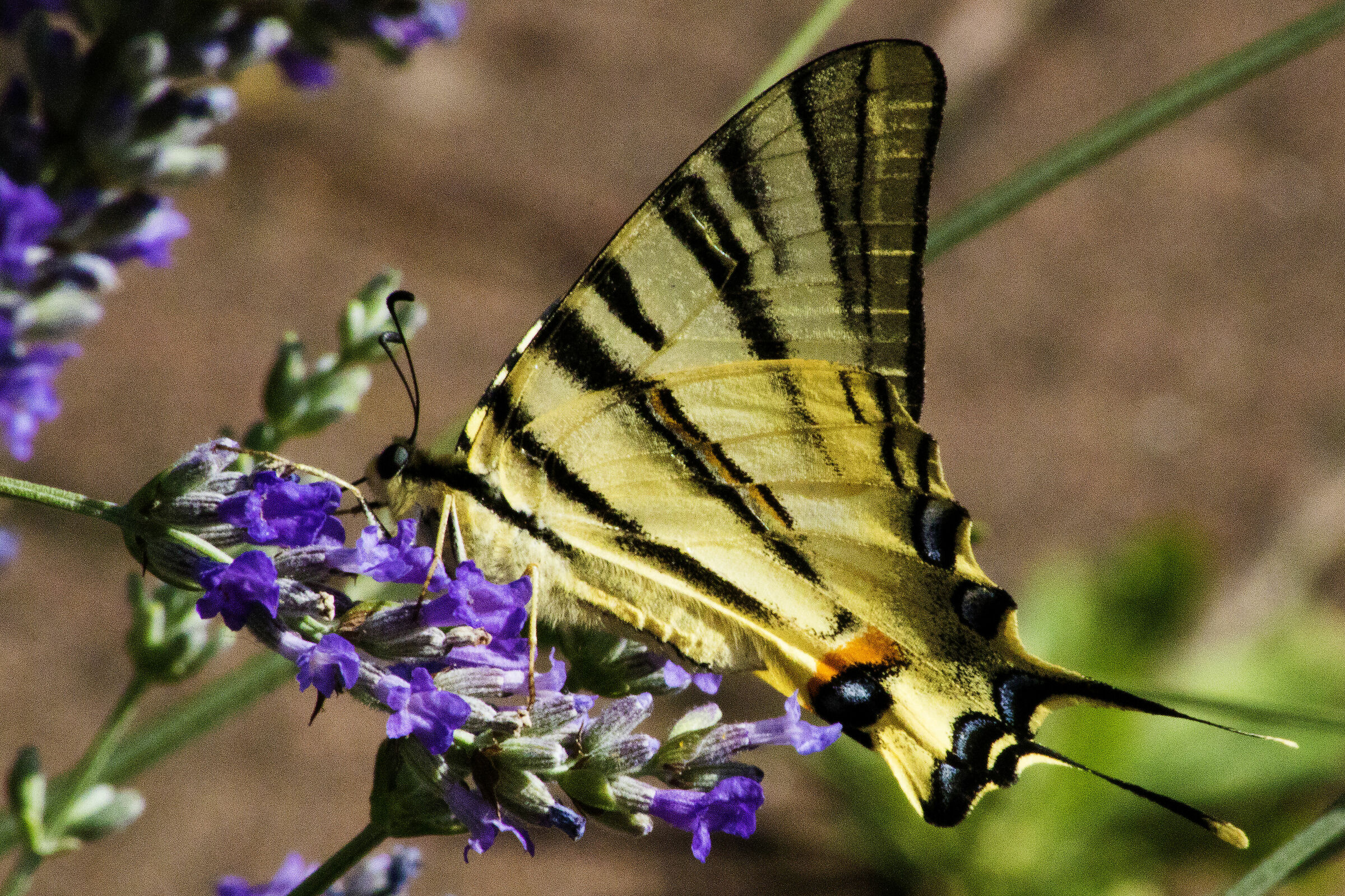 (Iphiclides podalirius) on Lavender flowers