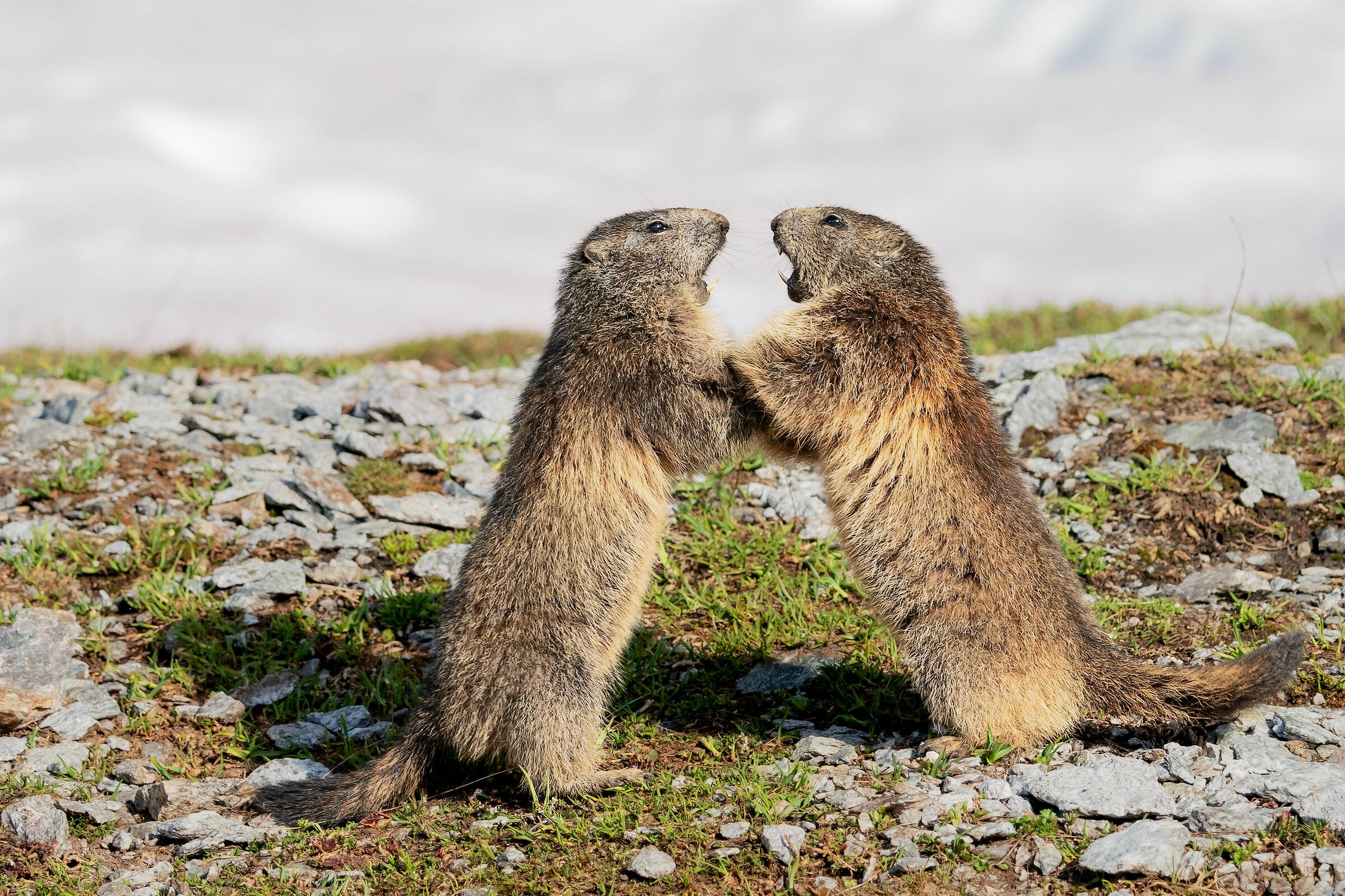 Young marmots play