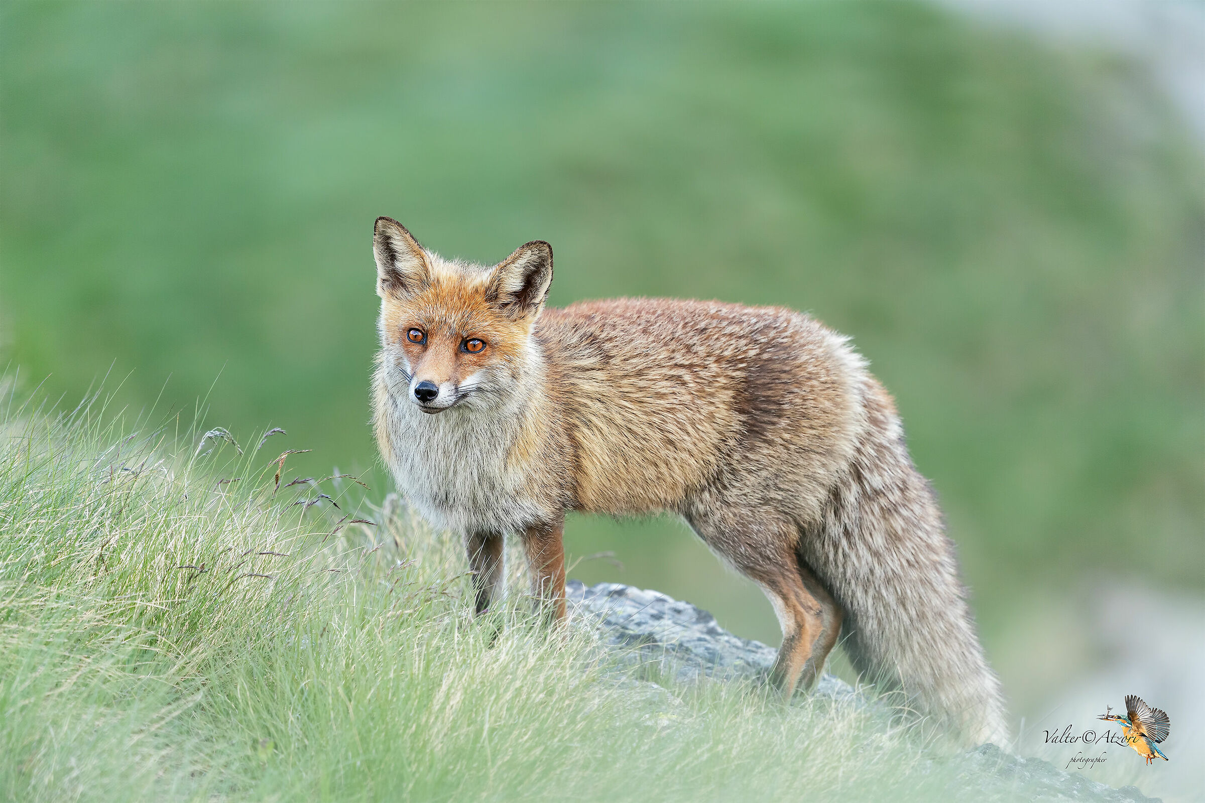Red fox
