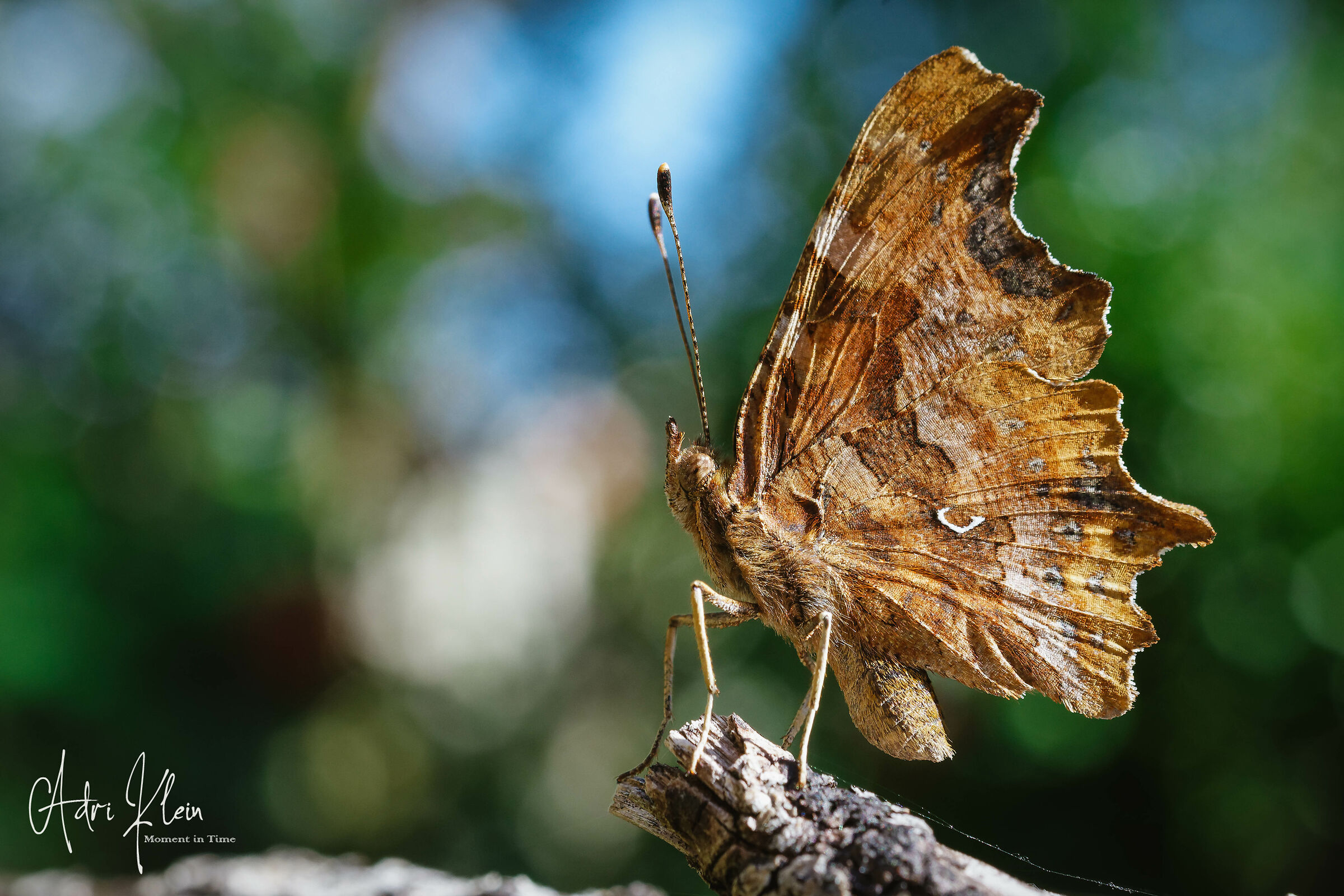 comma butterfly