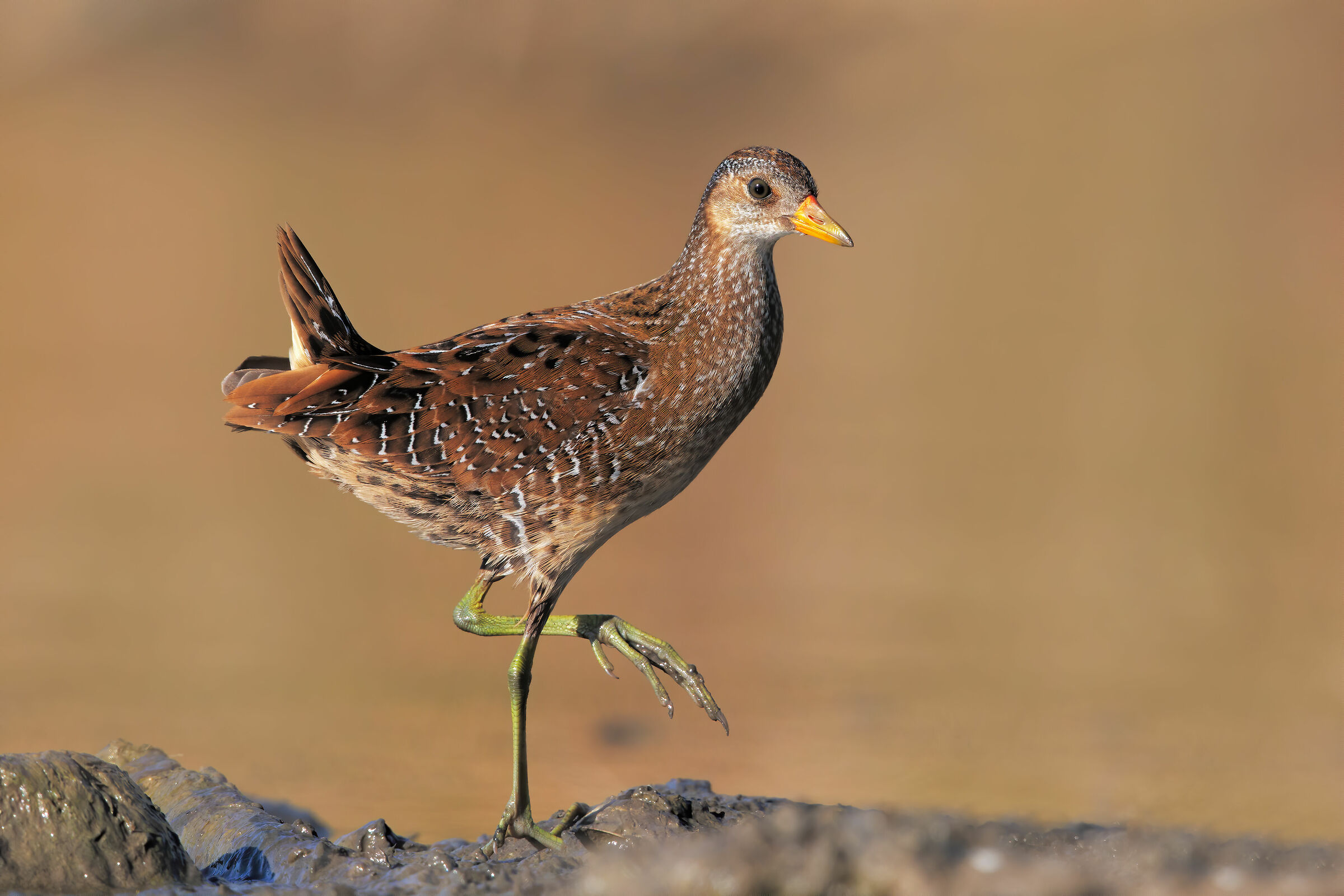 Voltolino at the first lights