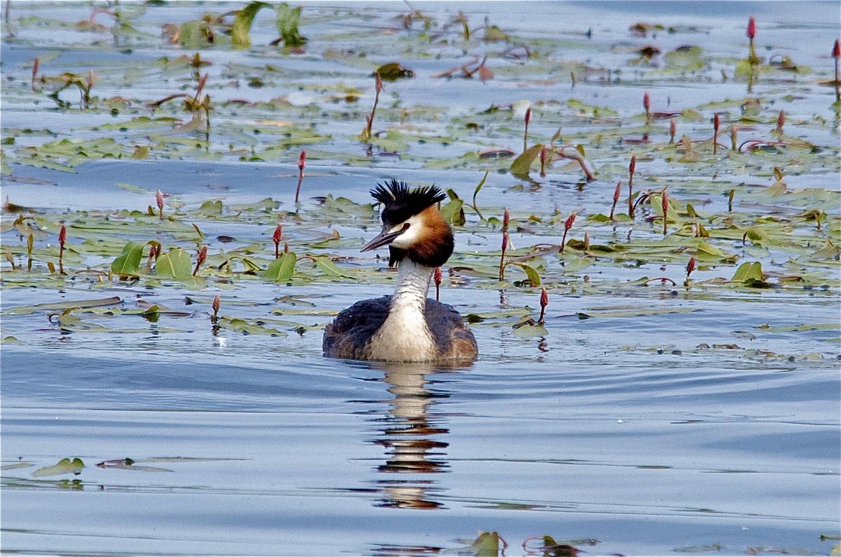 Great Crested Grebe swims between Potamogeton natans