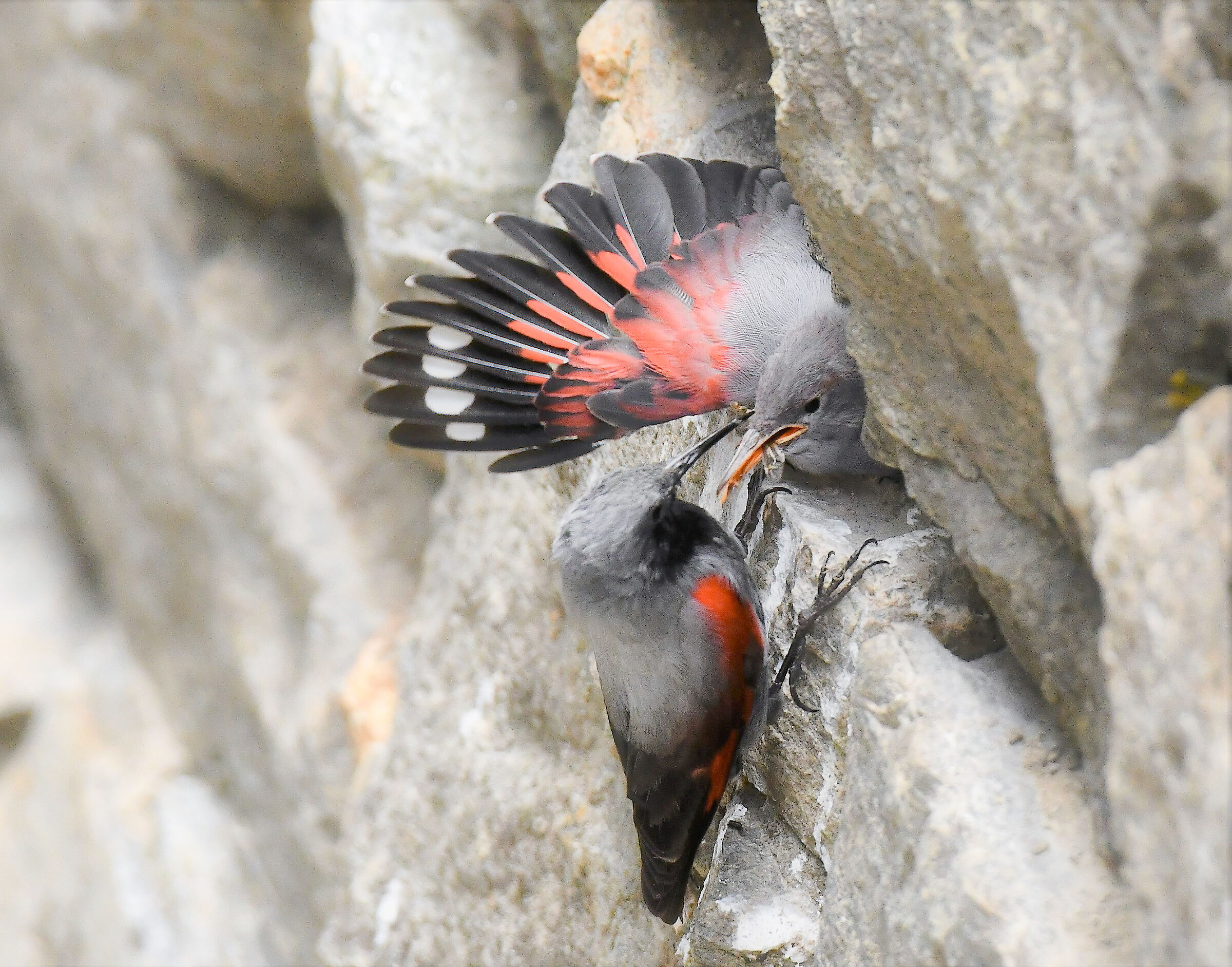 Hungry wall woodpecker