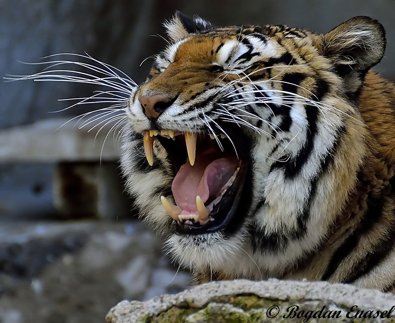 Che sonno!! (zoo)