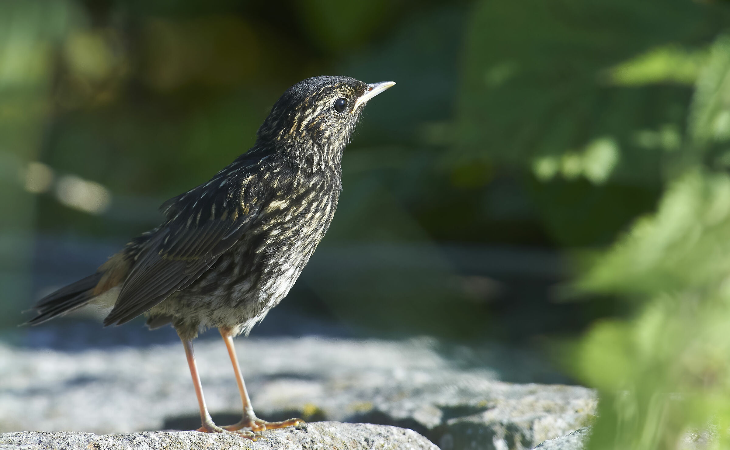 Giovane Bluethroat