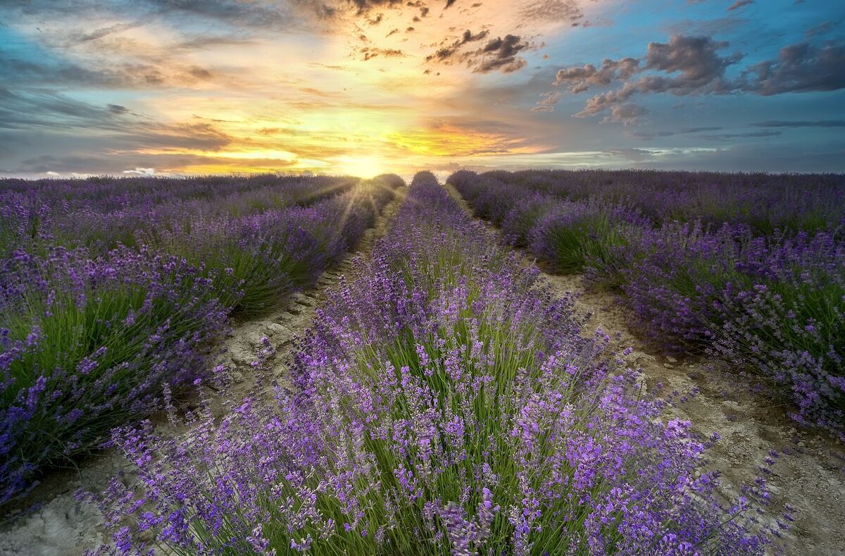 Tramonto profumato di lavanda