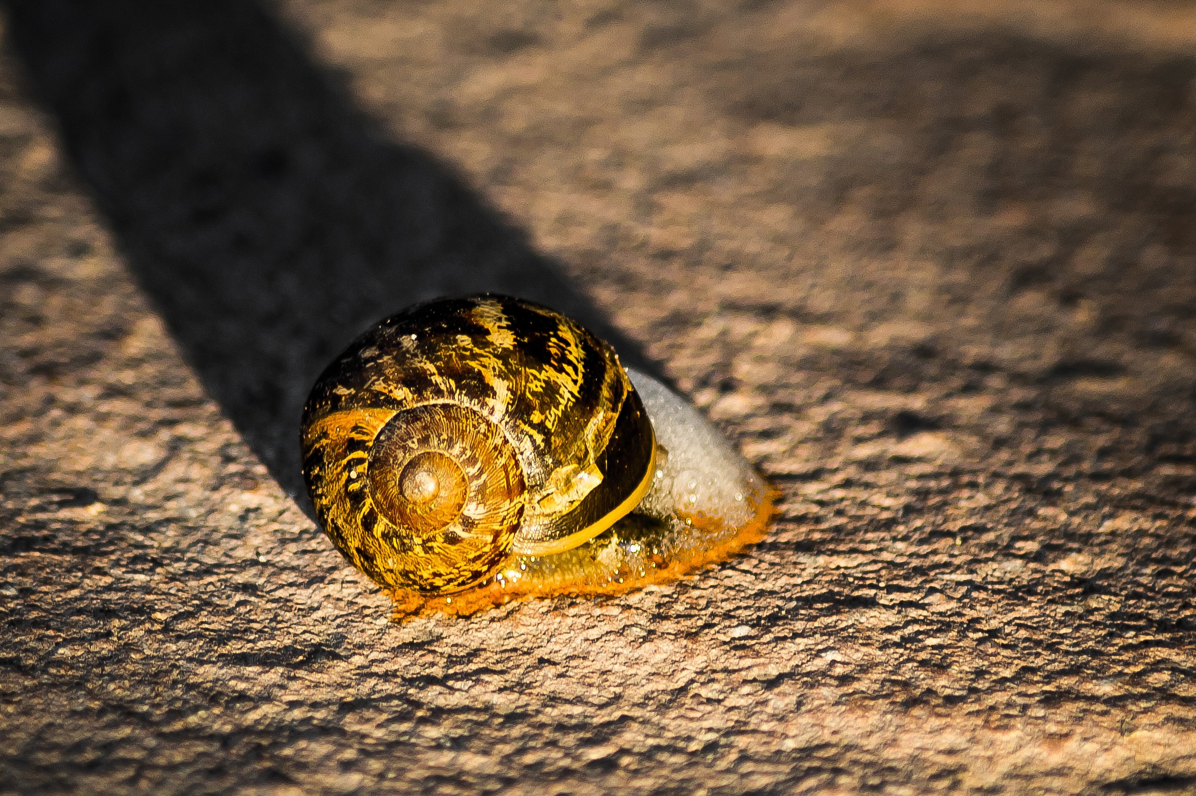 con calma sul ruvido