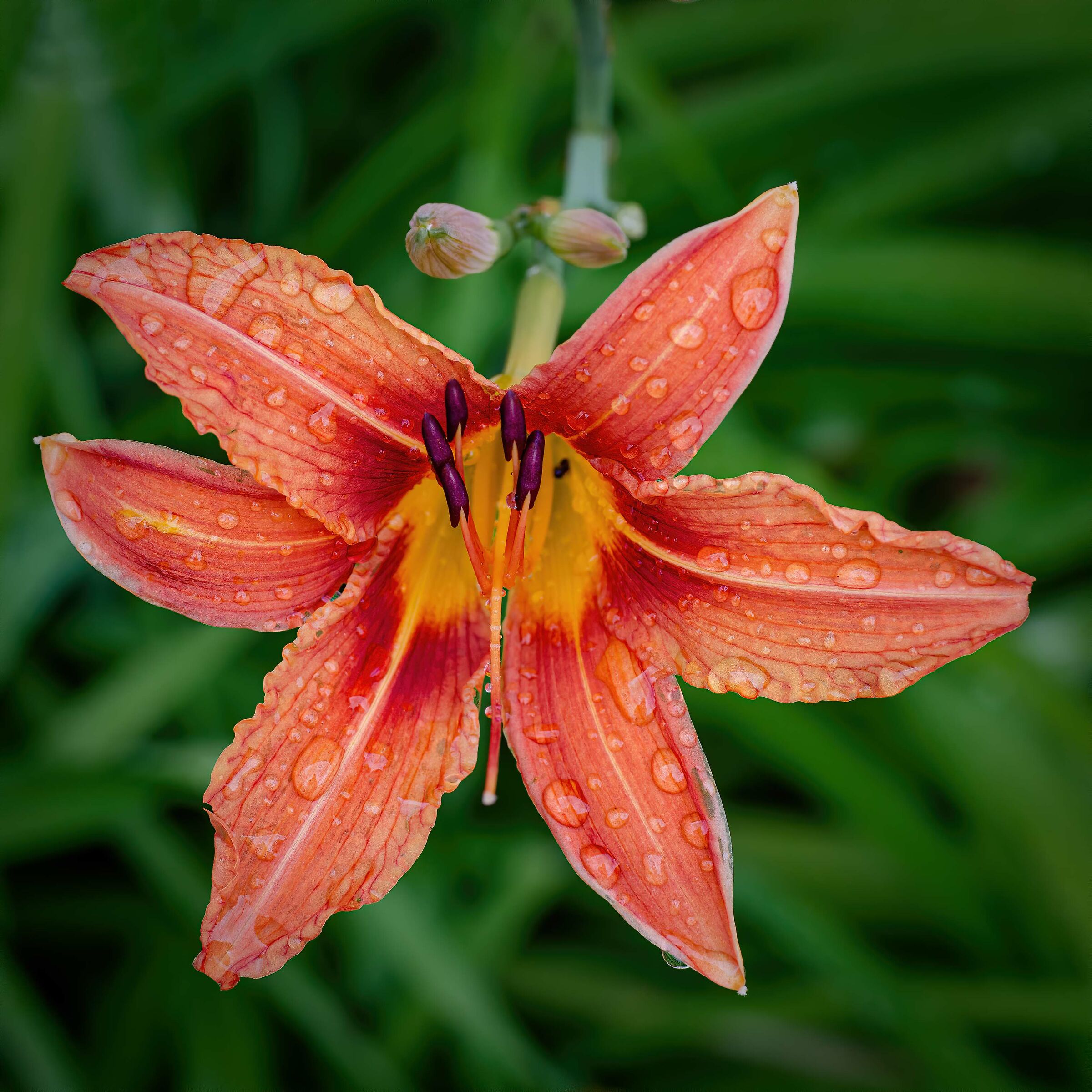 Day lily