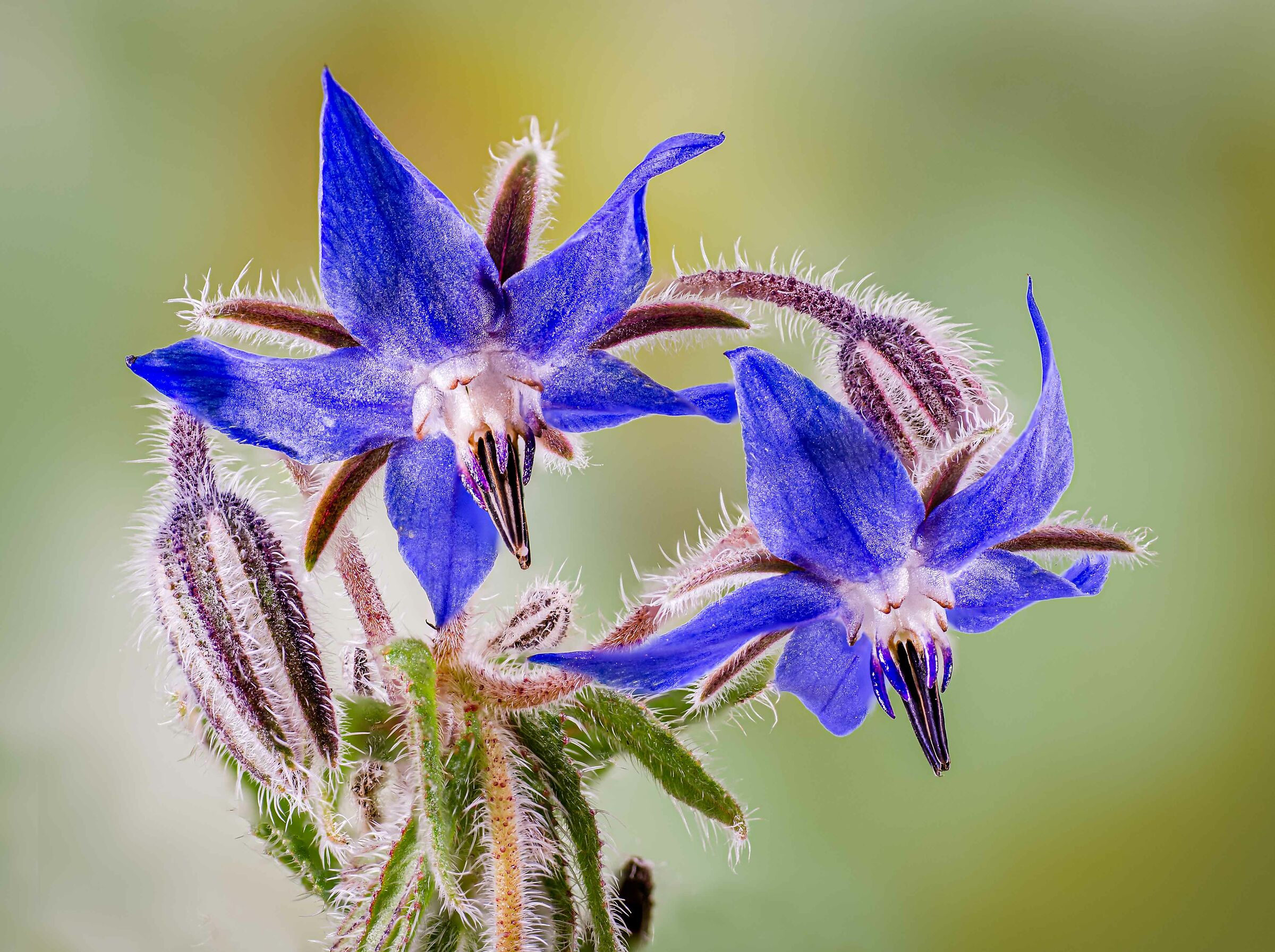 Borage