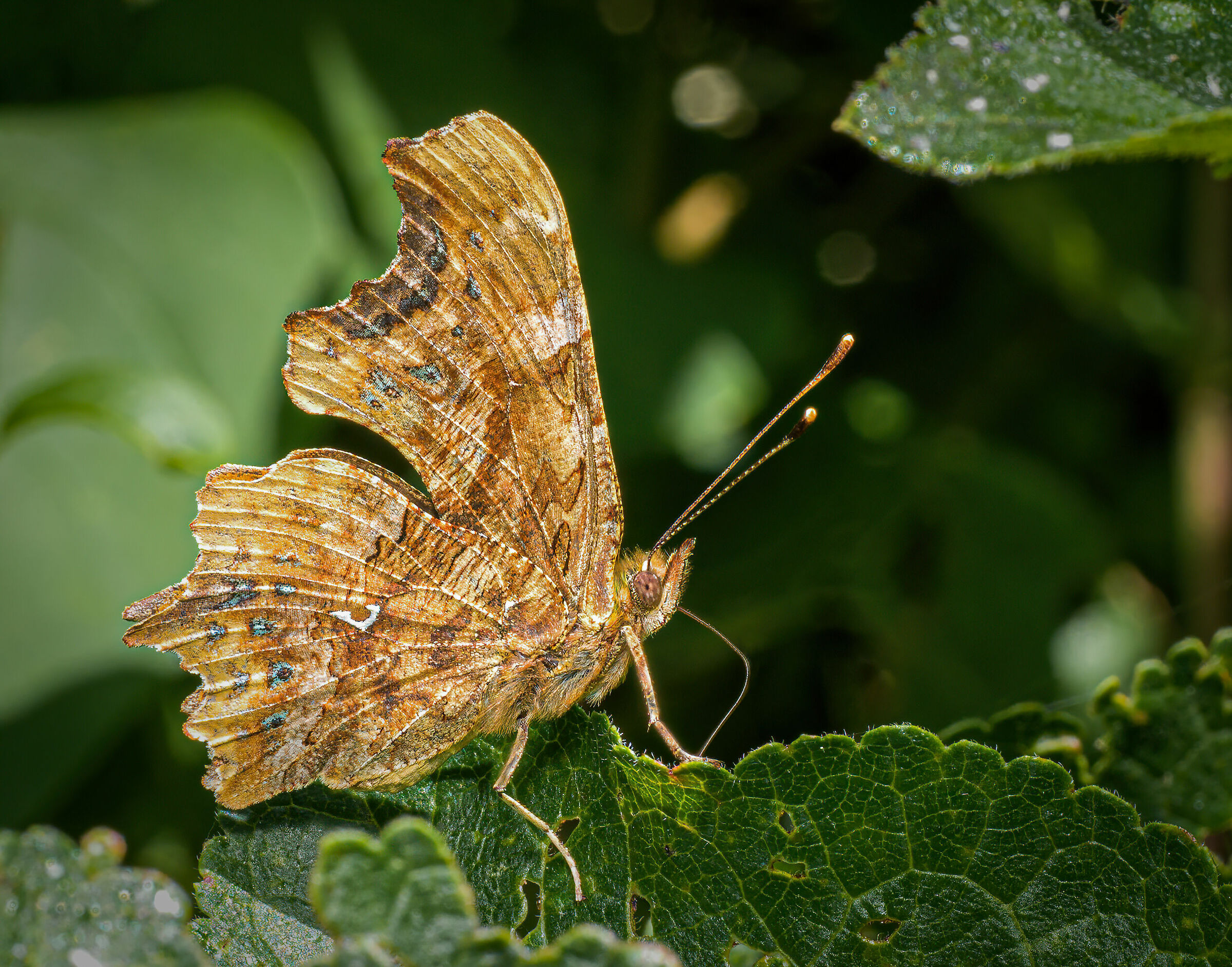 Comma butterfly