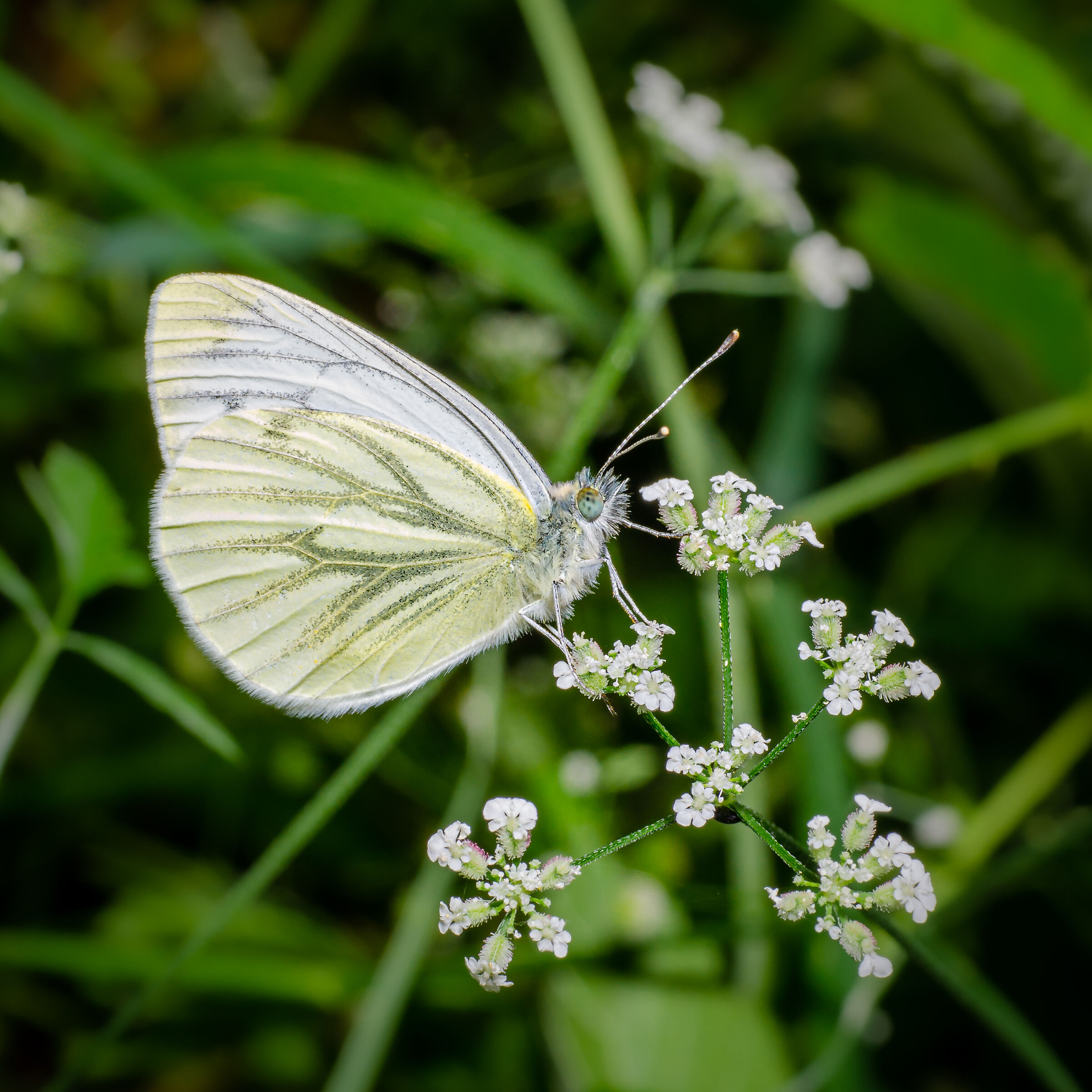 Green veined white butterfly