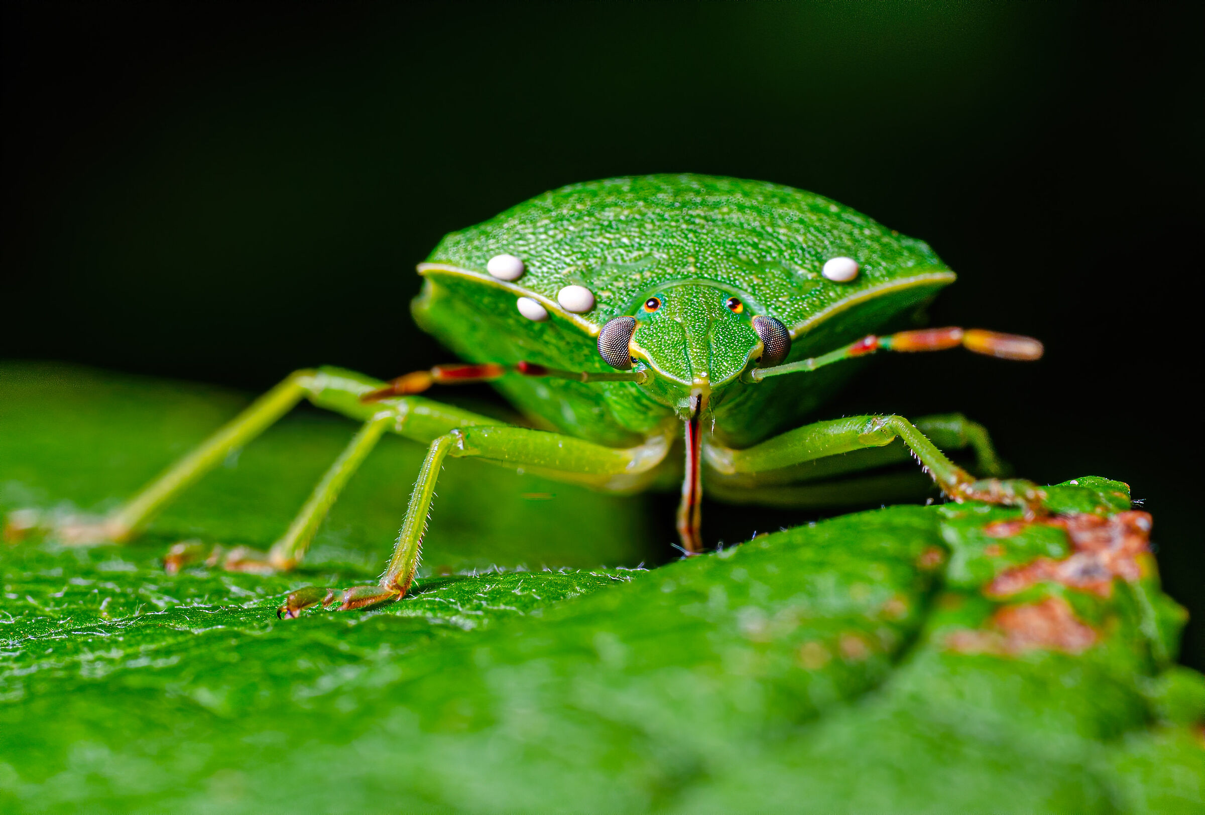Green sheild bug