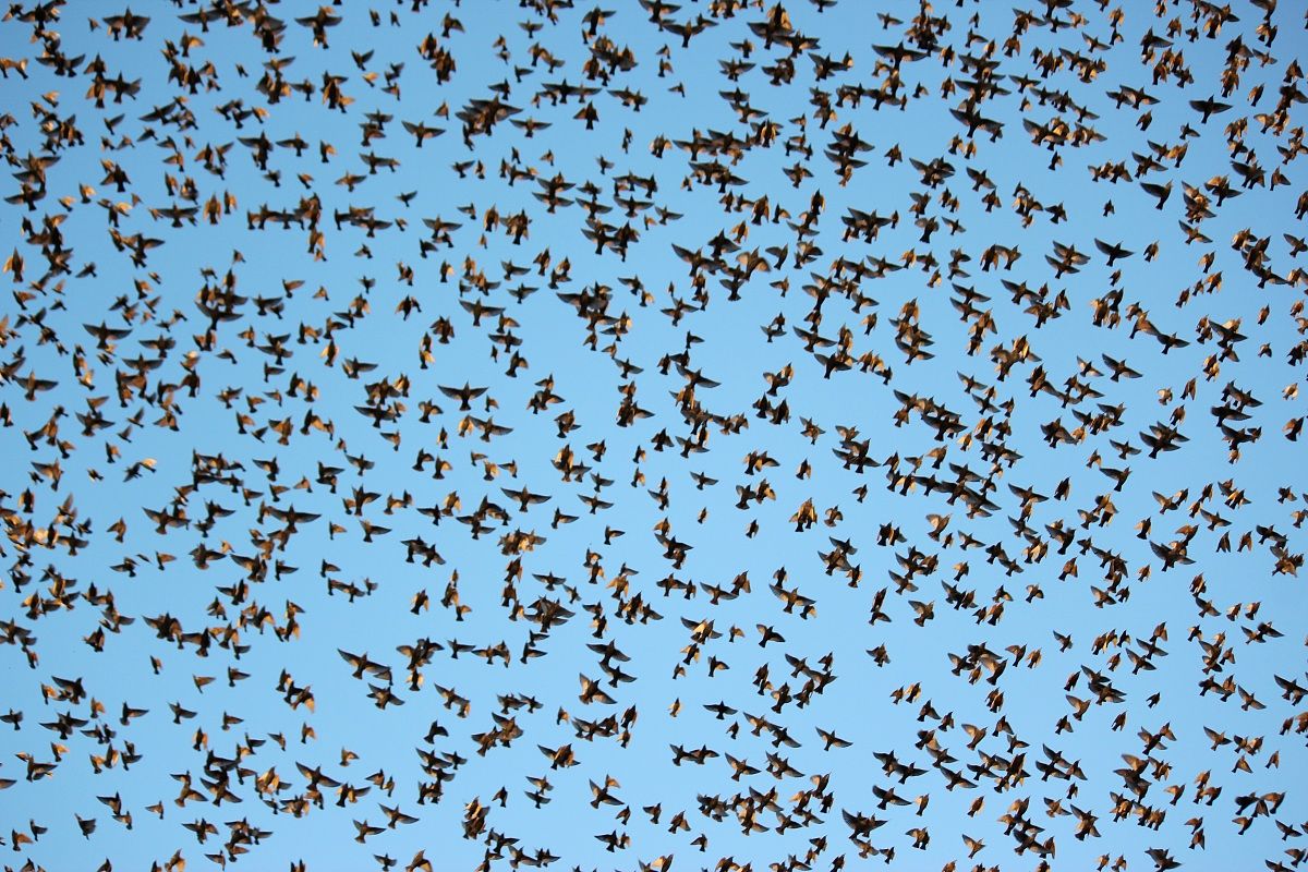 Stormo di uccelli
