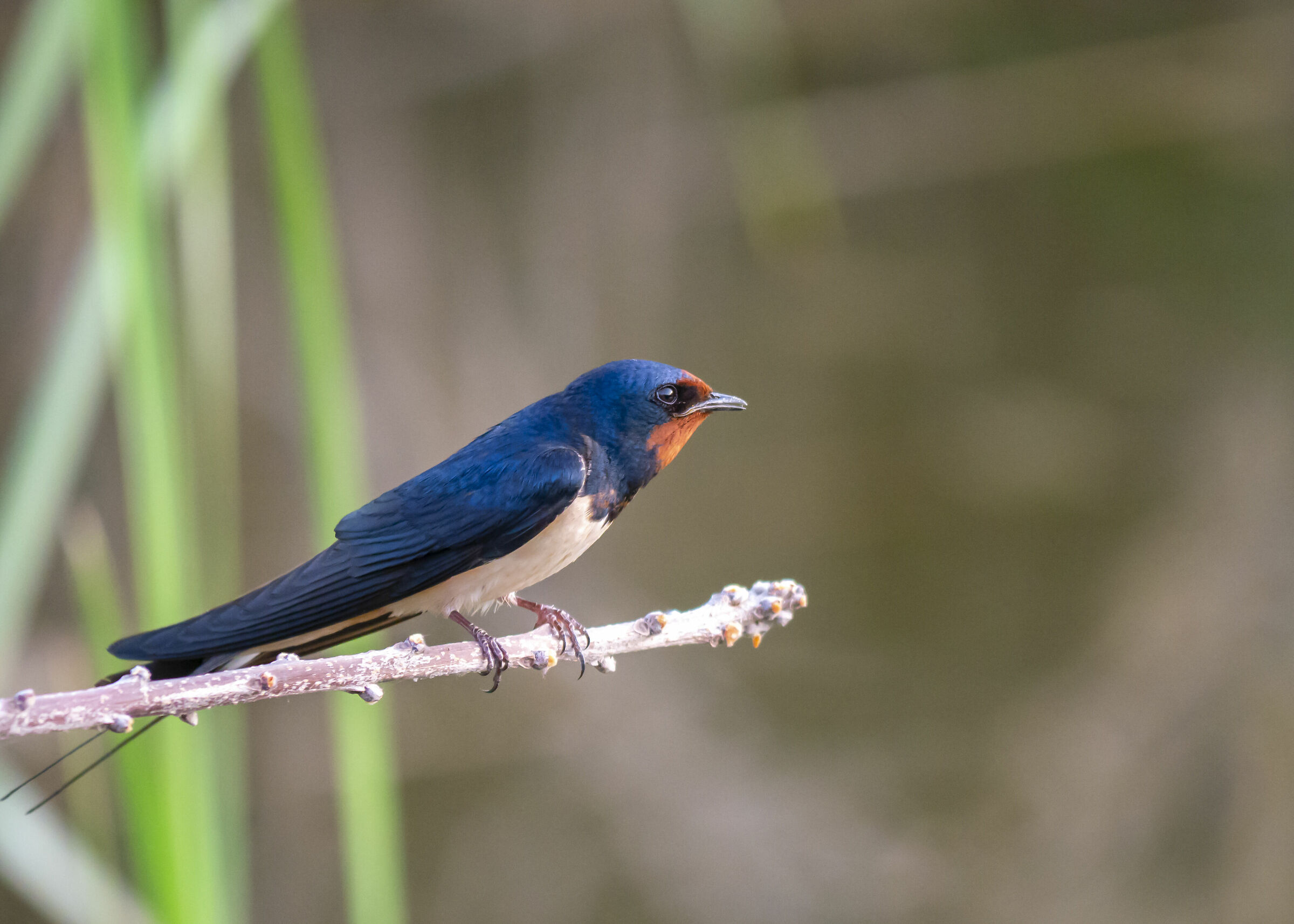 Kissed by the last lights of the day (Hirundo rustica)
