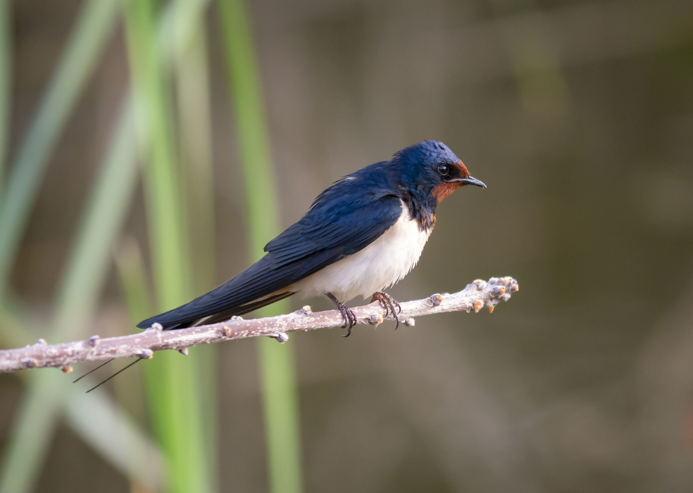 Rustic Hirundo