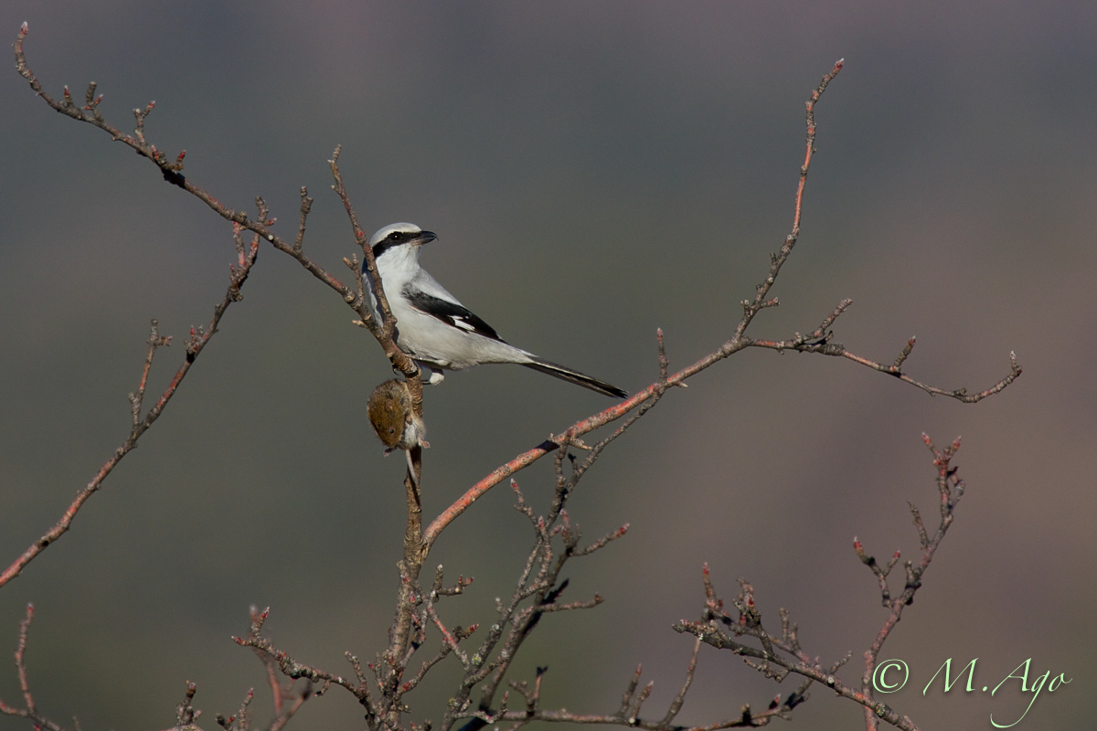 Shrike with big catch