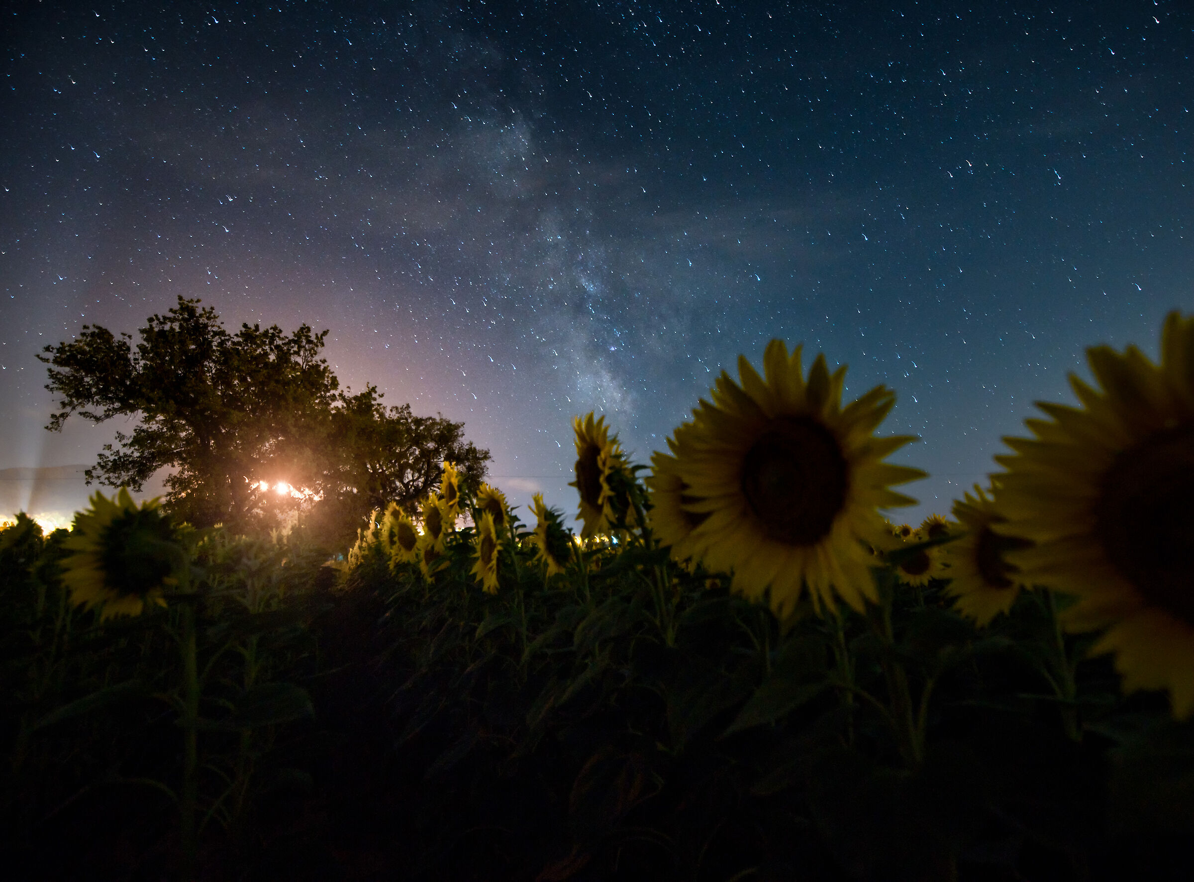 Via lattea tra i girasoli