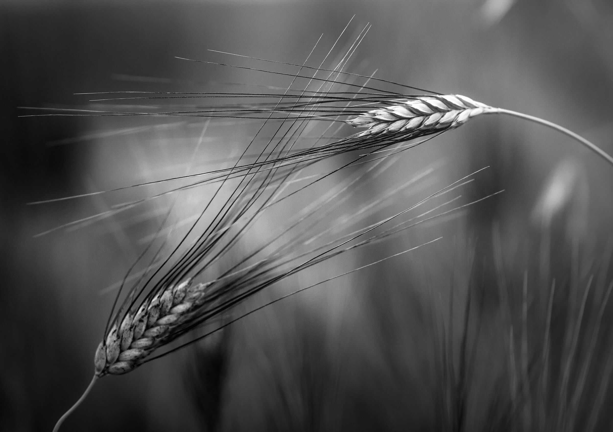 Abbraccio tra le spighe