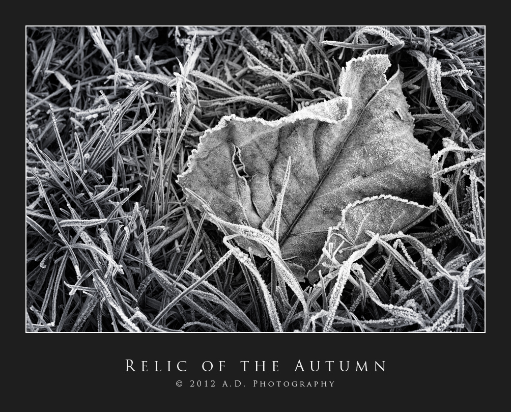 Relic of the Autumn