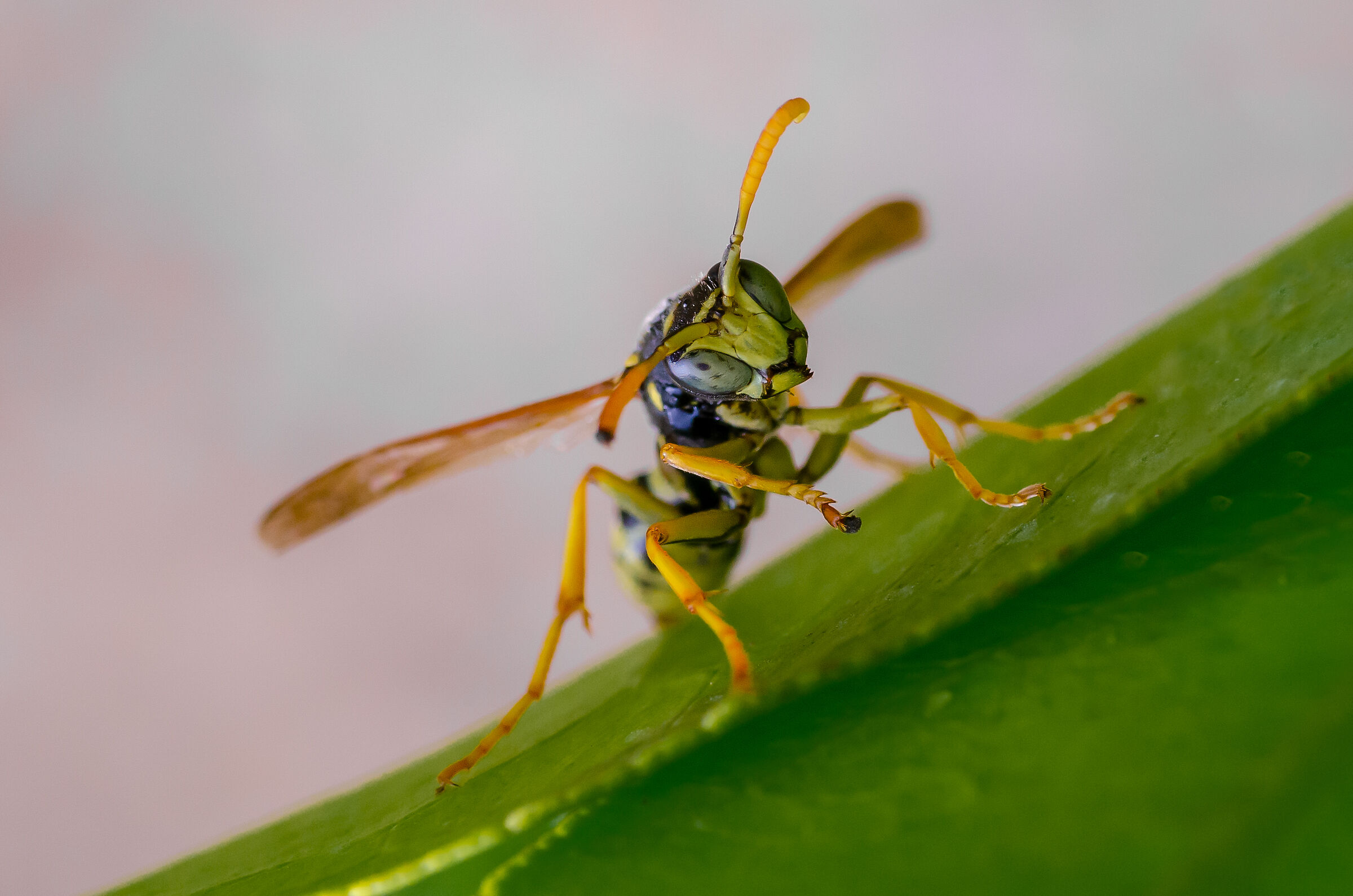 Wasp