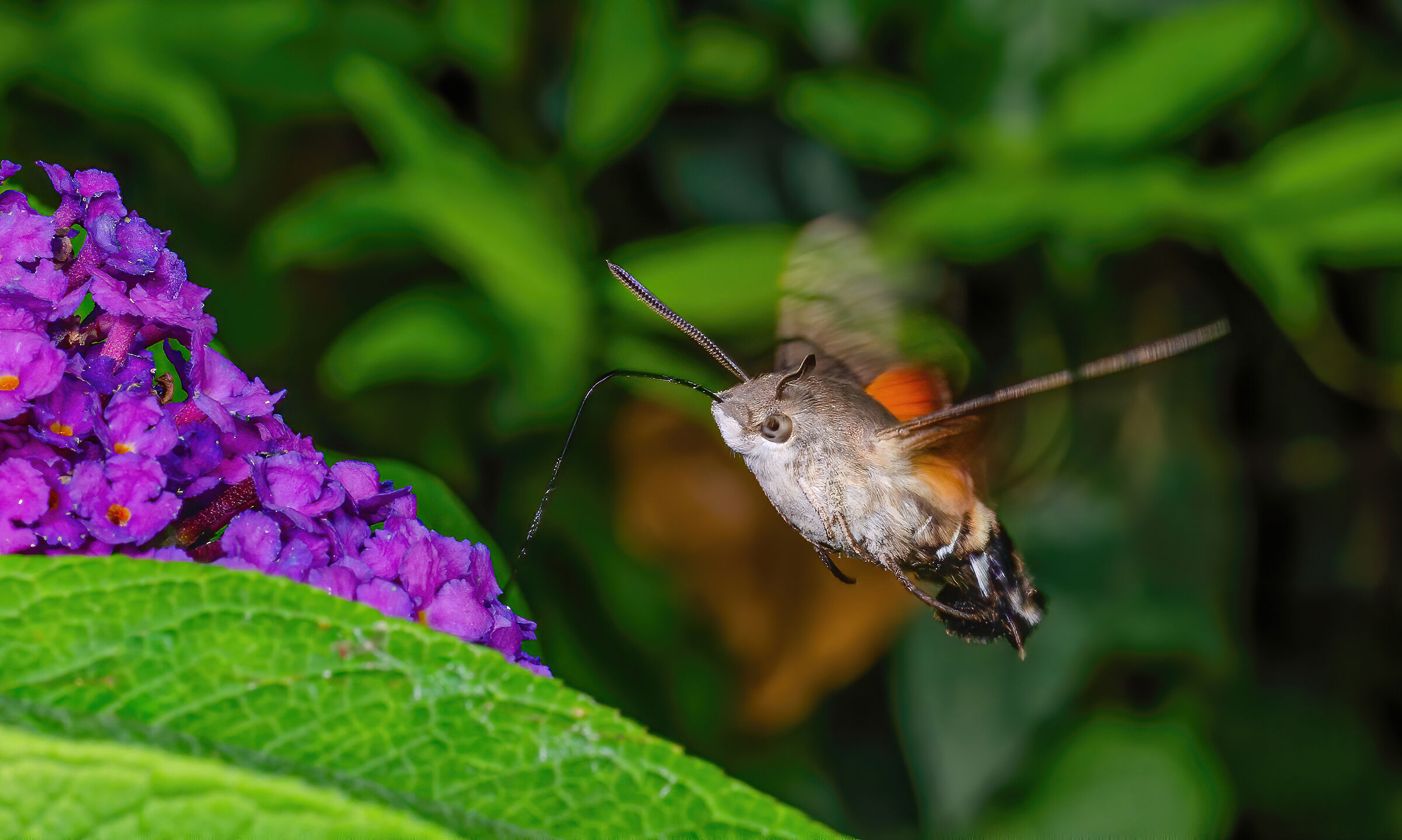 Hummingbird hawk moth